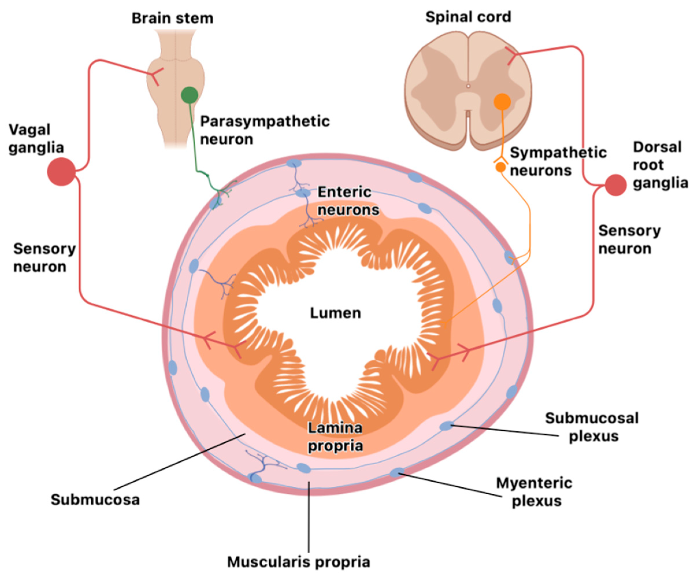 Ijms 25 11741 g001 Ijms 25 11741 g001
