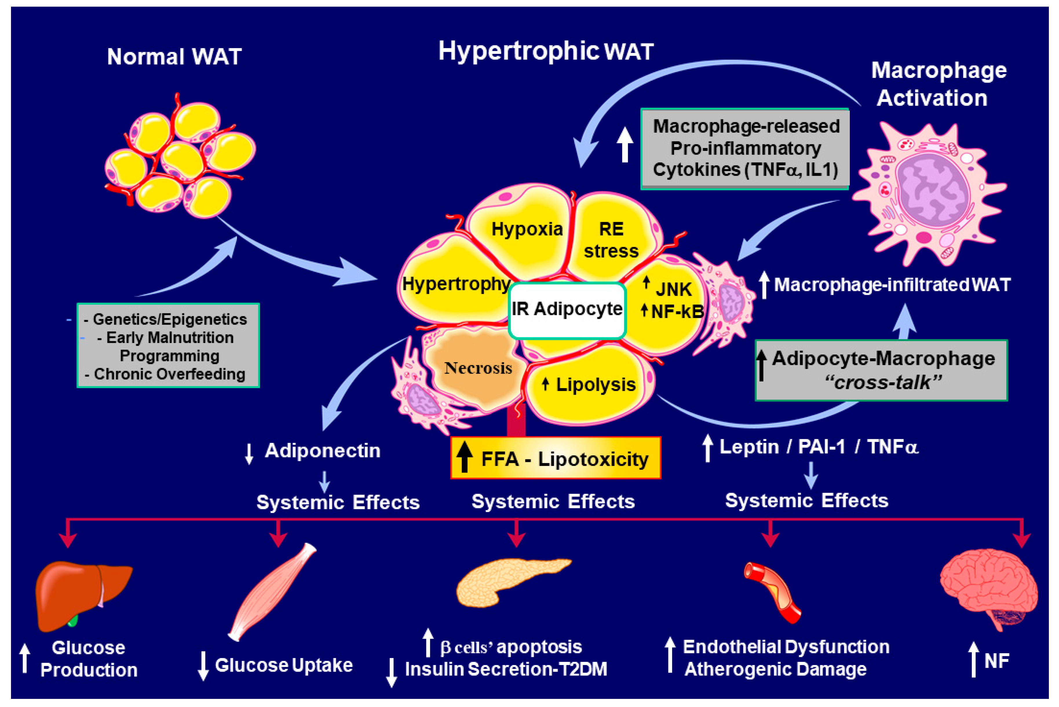 Ijms 25 11741 g002 Ijms 25 11741 g002