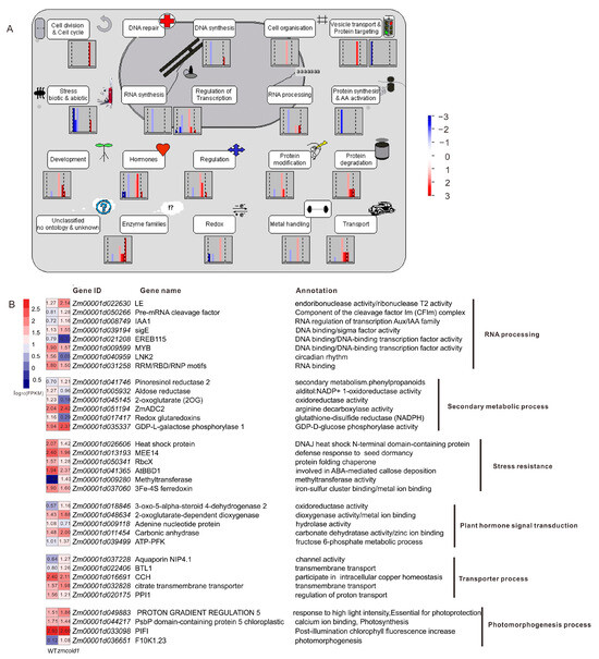 GPCR-like Protein ZmCOLD1 Regulate Plant Height in an ABA Manner