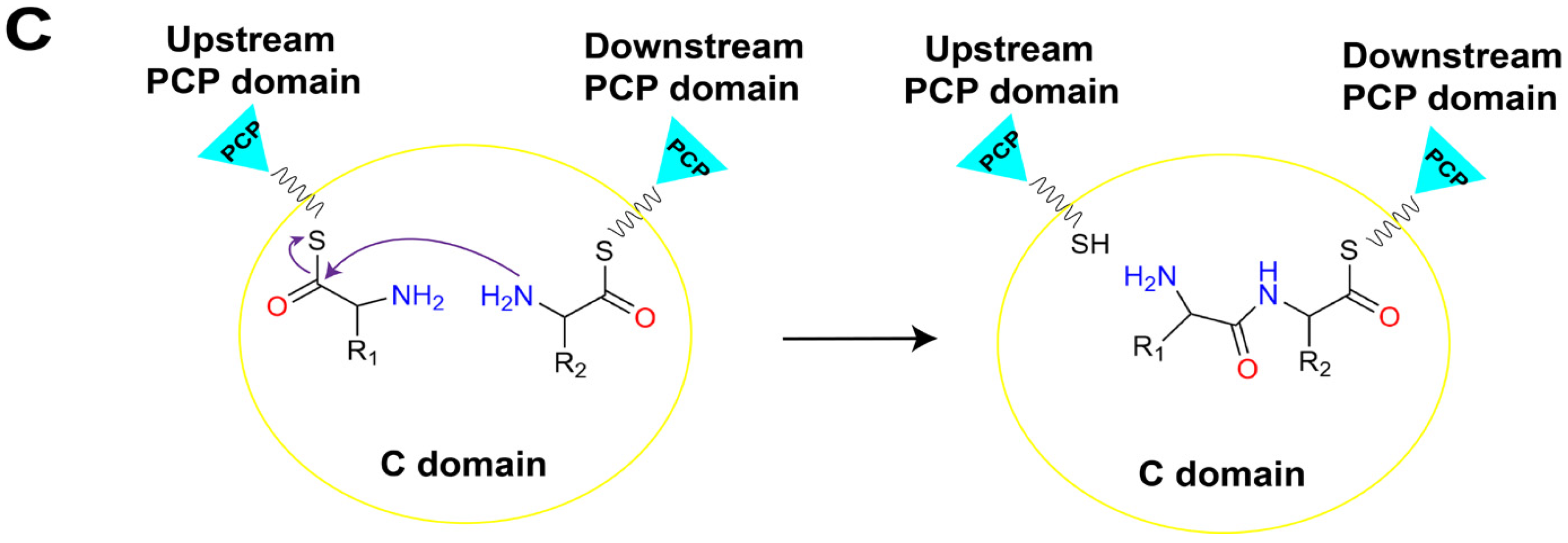 Ijms 25 11774 g002b Ijms 25 11774 g002b