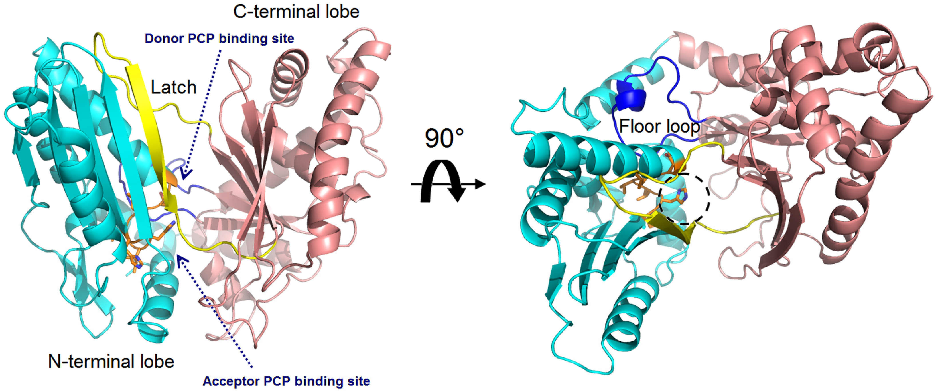 Ijms 25 11774 g003 Ijms 25 11774 g003