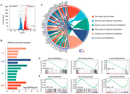 Elucidation of the Role of SHMT2 in L-Serine Homeostasis in