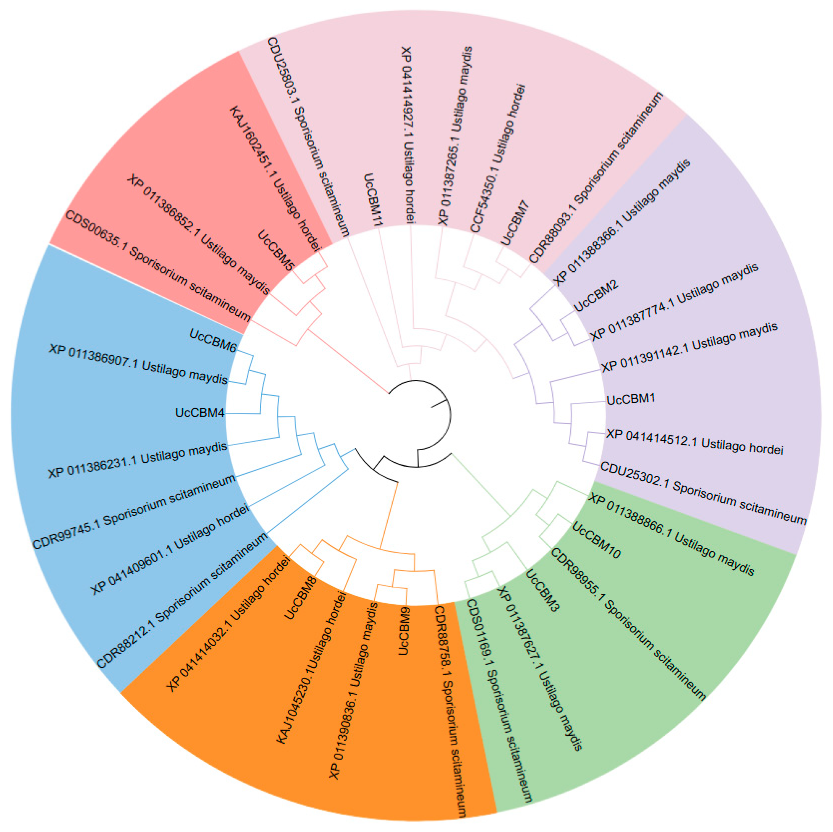 yu Genome-Wide Identification and Analysis of Gene Family of
