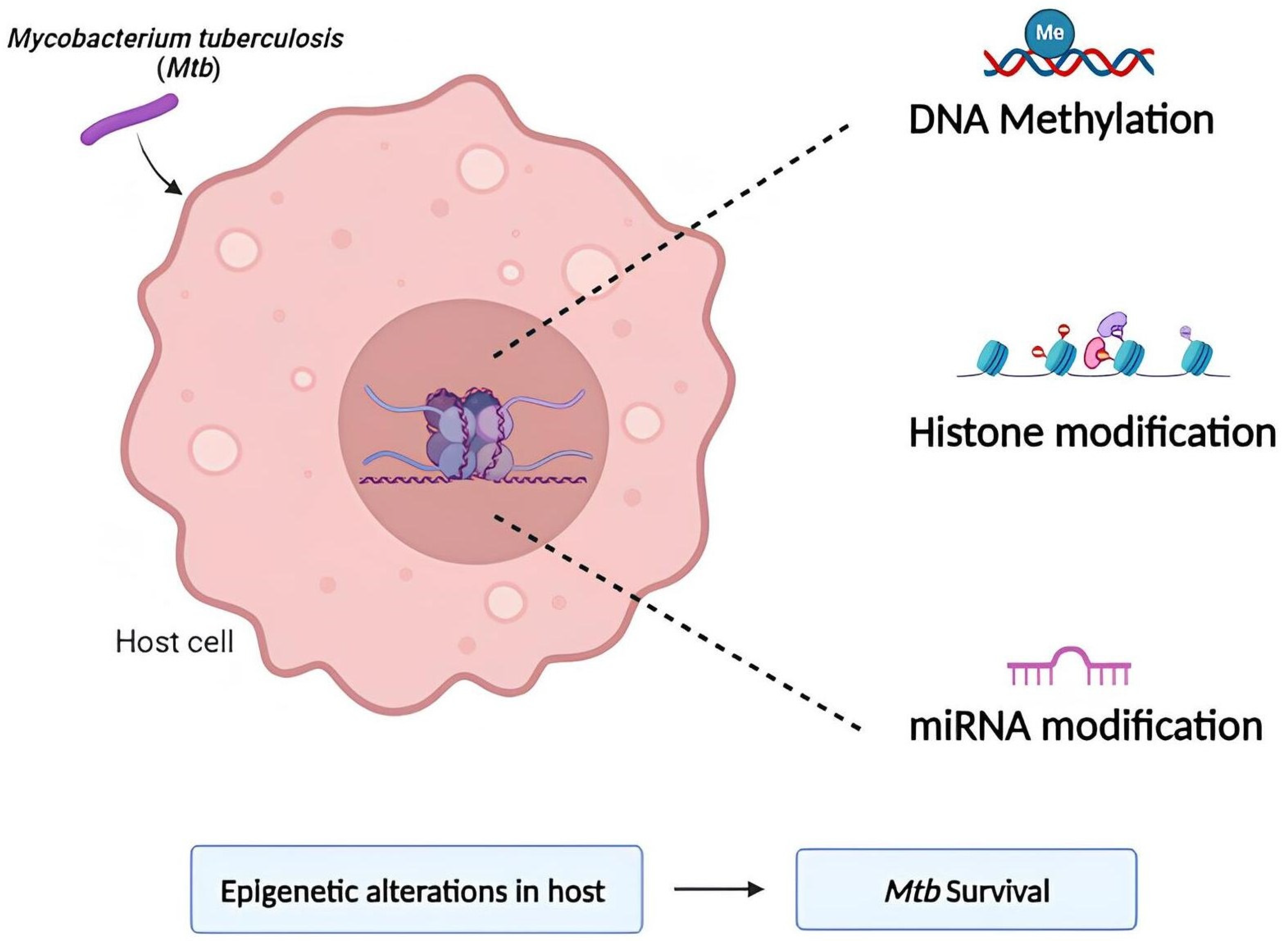 Ijms 25 11801 g001 Ijms 25 11801 g001
