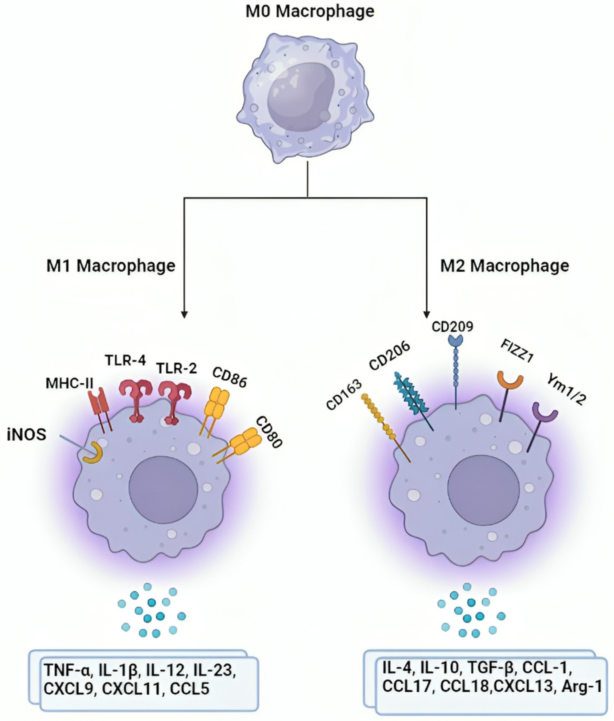 Ijms 25 11801 g002 Ijms 25 11801 g002