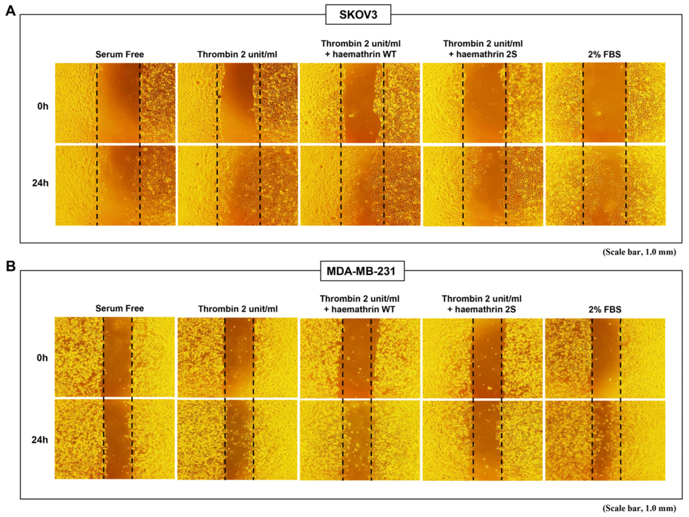 Ijms 25 11822 g001 Ijms 25 11822 g001