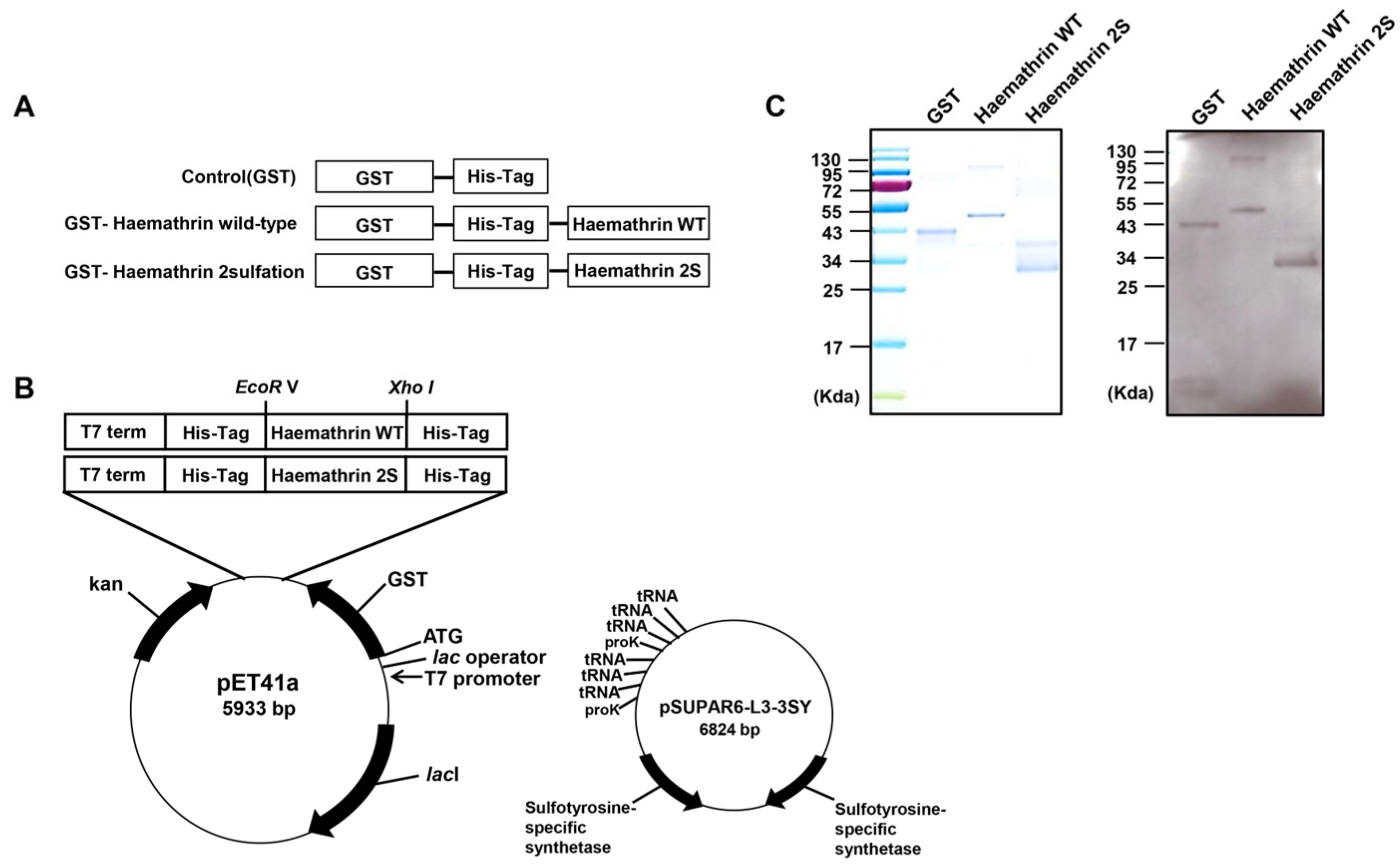 Ijms 25 11822 g005 Ijms 25 11822 g005