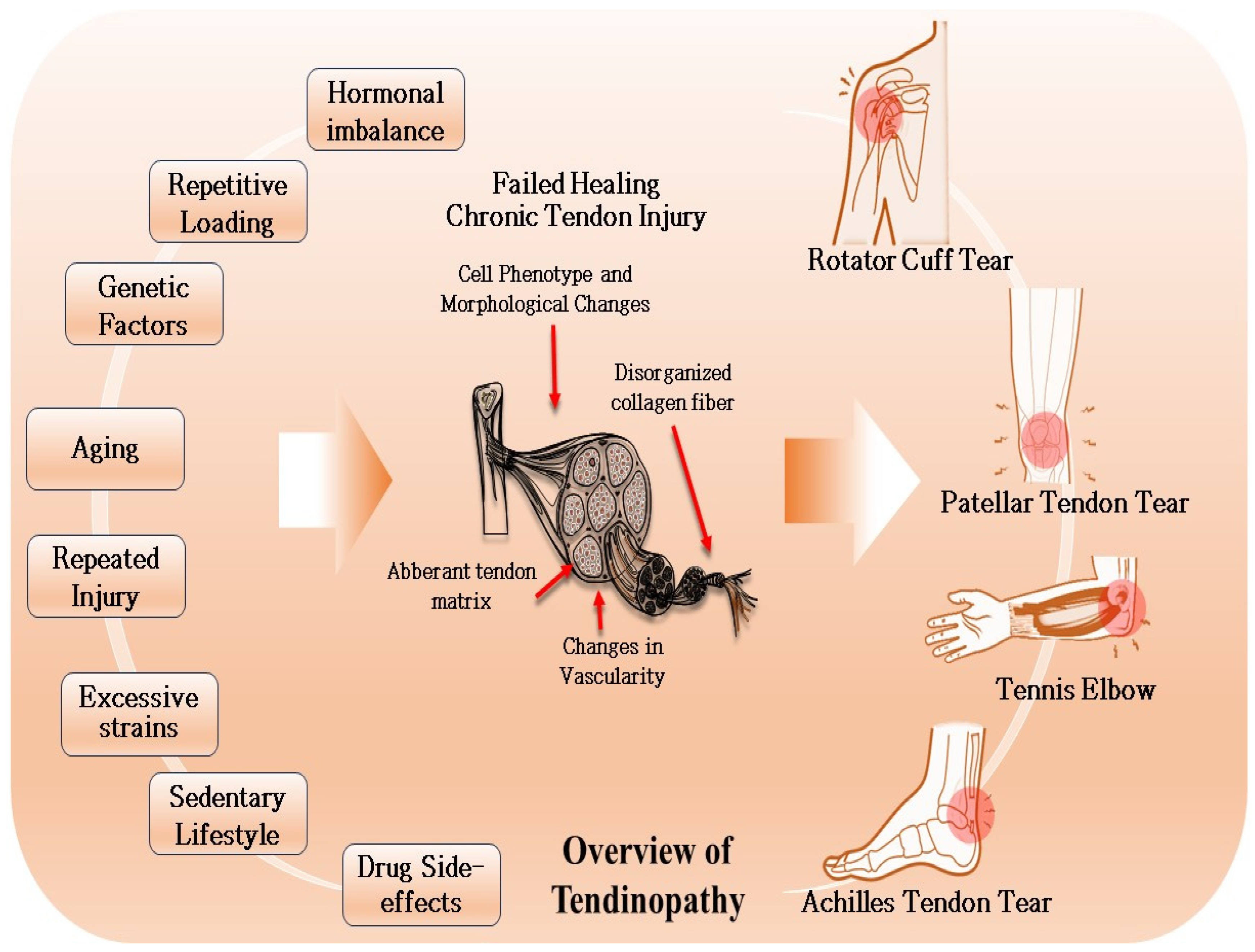 Ijms 25 11846 g001 Ijms 25 11846 g001
