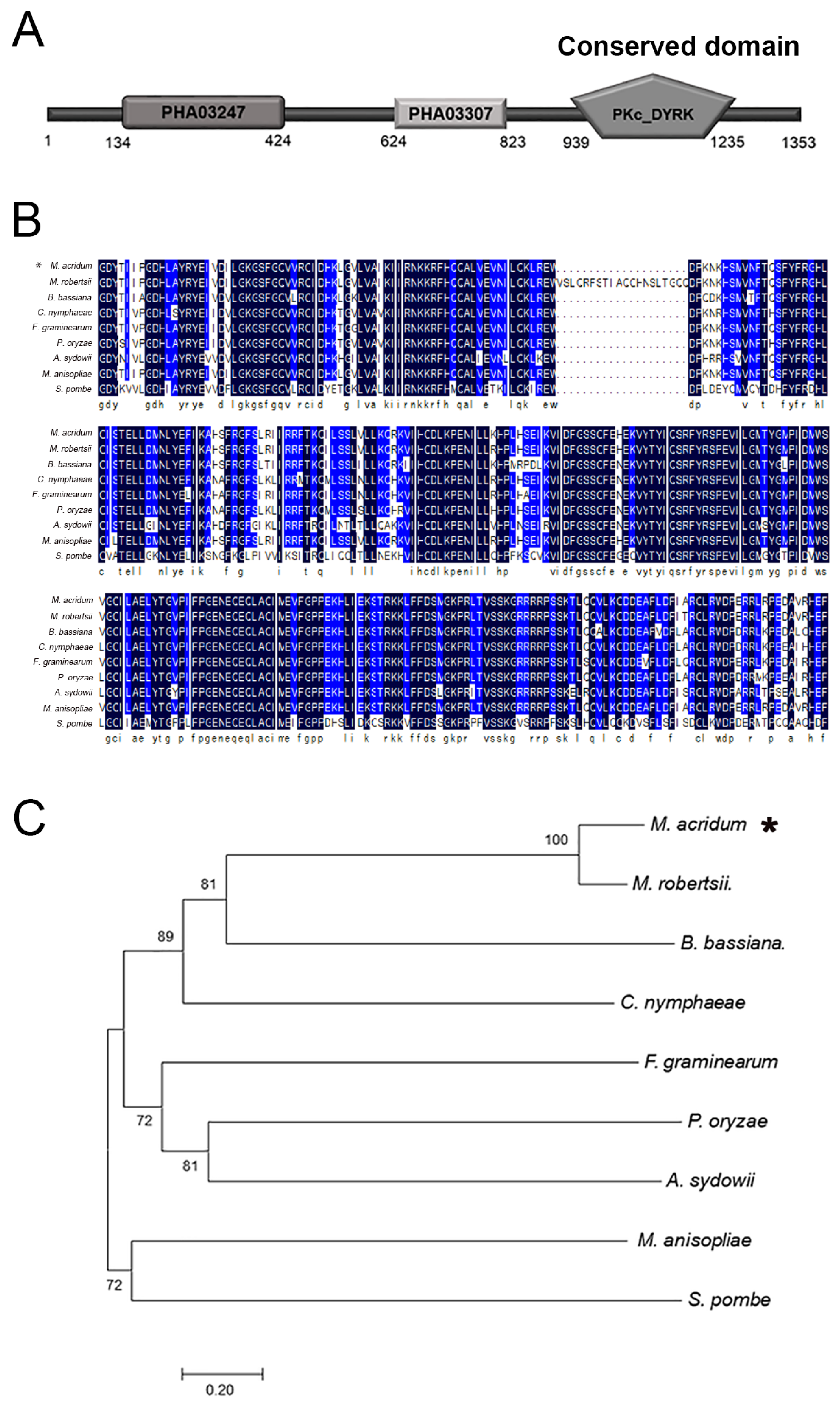 MaPom1, a Dual-Specificity Tyrosine Phosphorylation