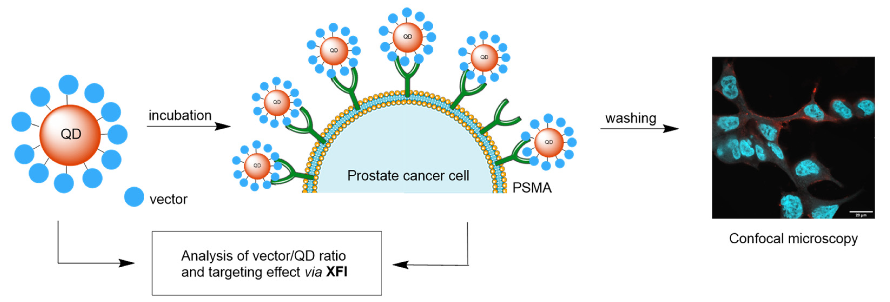 Ijms 25 11880 sch003 Ijms 25 11880 sch003