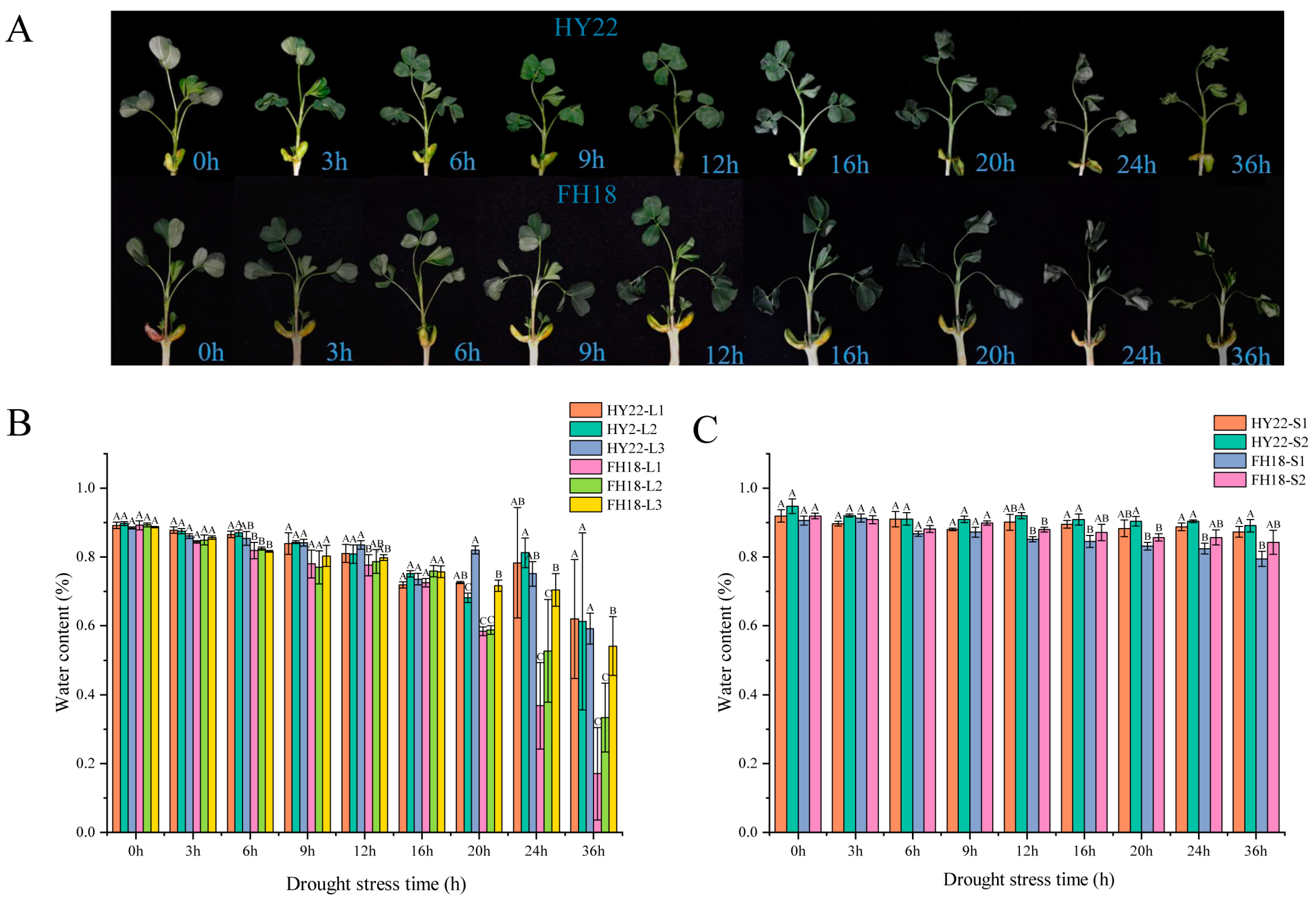 全国どこでも送料無料！ Transcriptome-Based Drought of Analysis Spatiotemporal ボディ・フェイスケア
