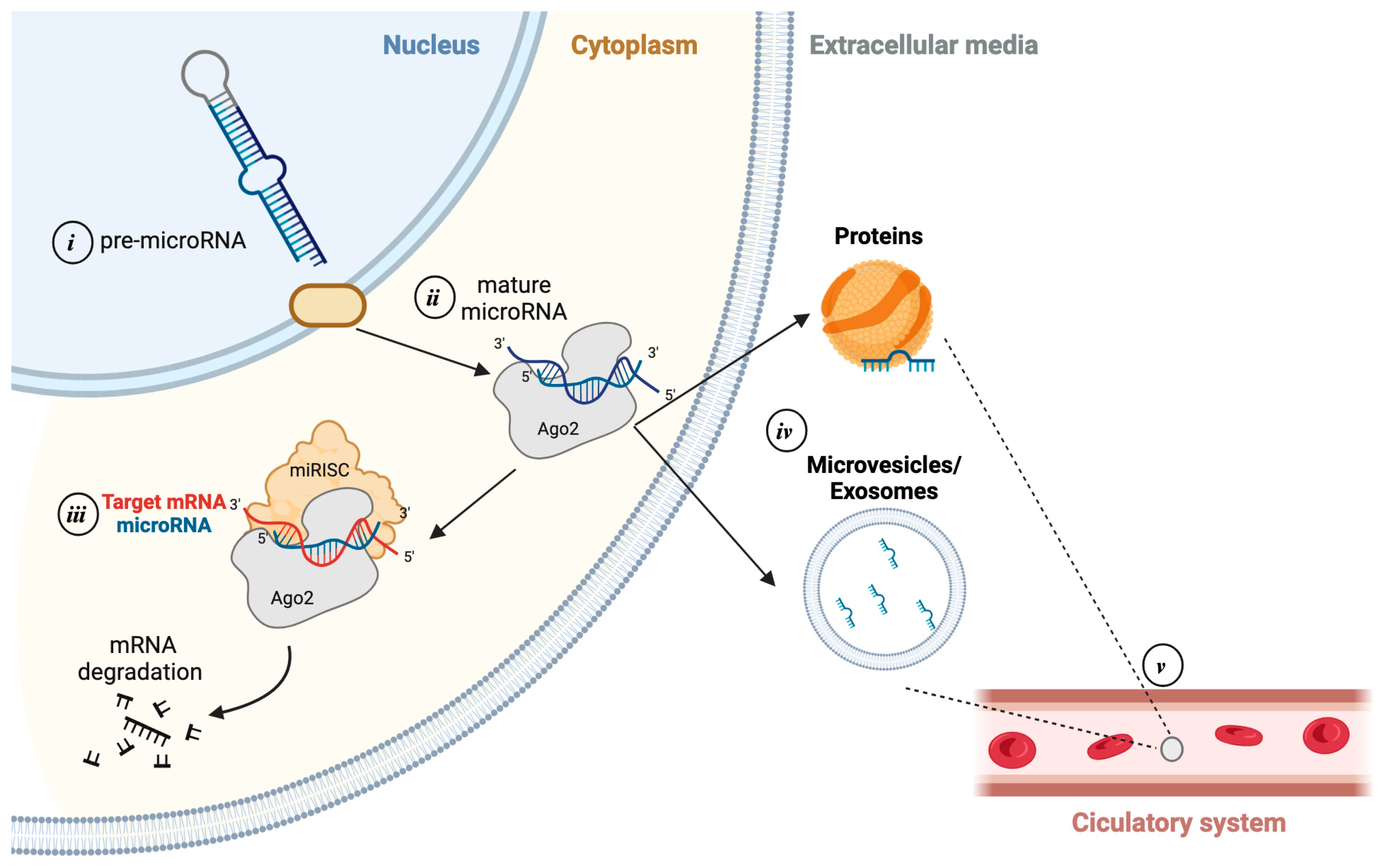 Transforming Cardiotoxicity Detection in Cancer Therapies