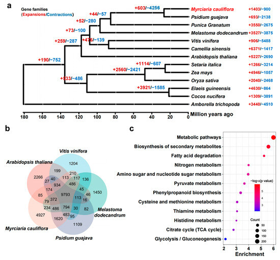 The Telomere-to-Telomere Genome of Jaboticaba Reveals the The Telomere-to-Telomere Genome of Jaboticaba Reveals the