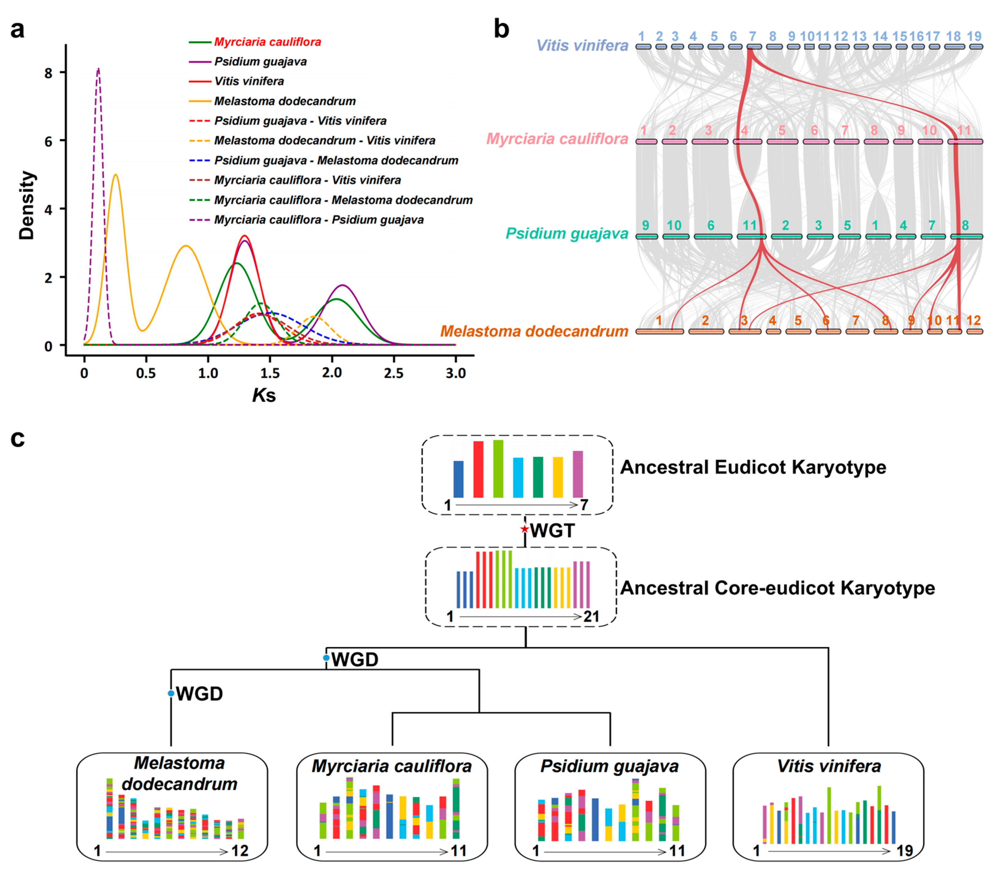 The Telomere-to-Telomere Genome of Jaboticaba Reveals the The Telomere-to-Telomere Genome of Jaboticaba Reveals the