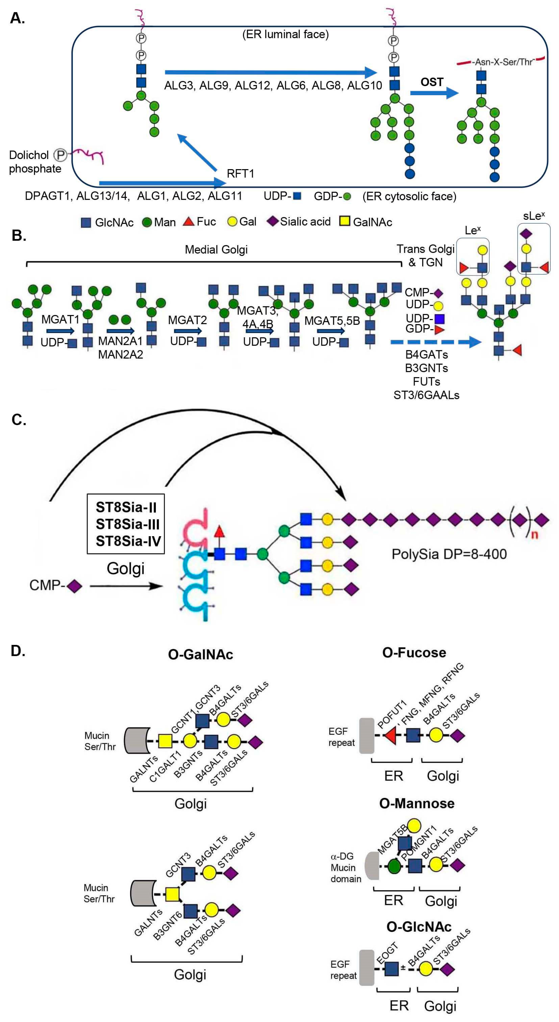 Ijms 25 11962 g001 Ijms 25 11962 g001