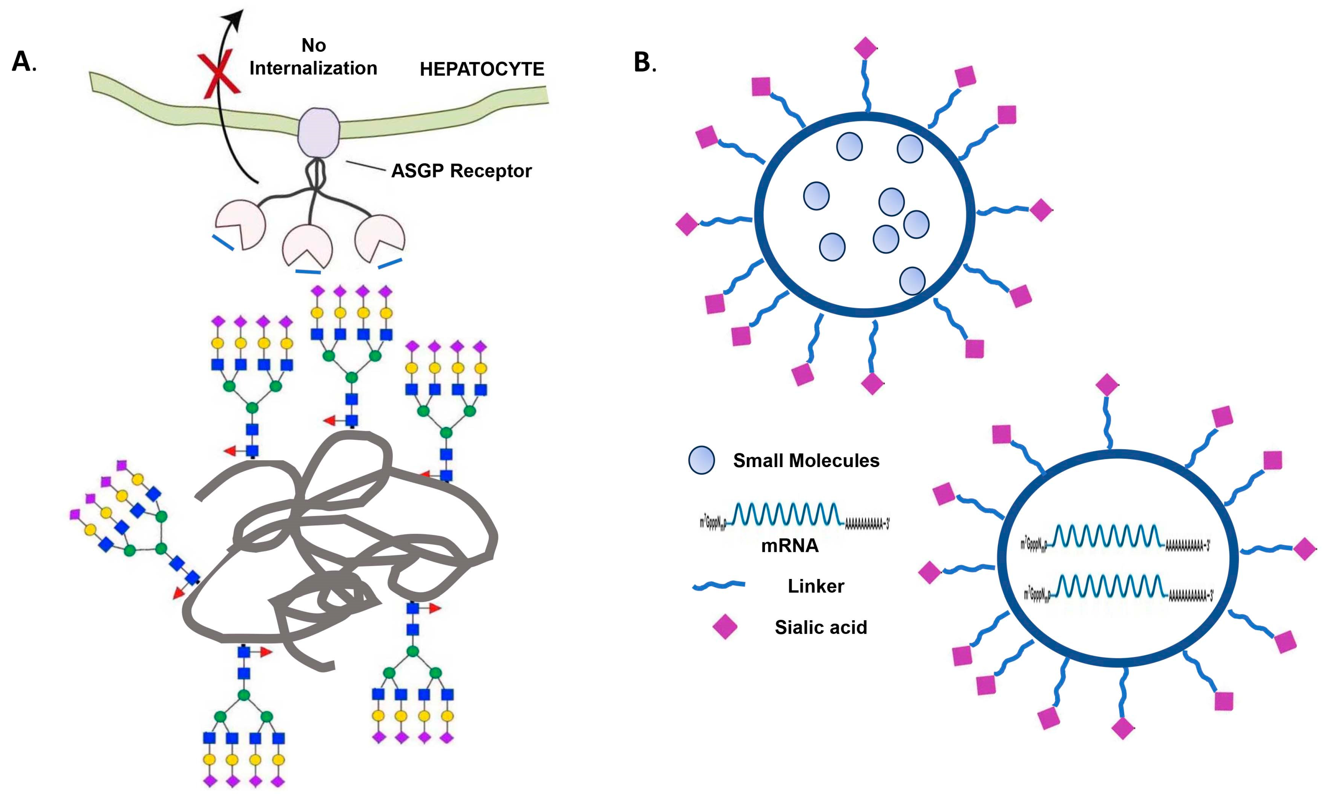 Ijms 25 11962 g005 Ijms 25 11962 g005