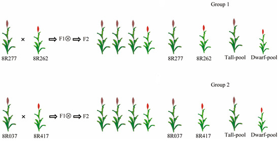 Novel Allelic Mutations in Dw3 Gene That Affect the Height
