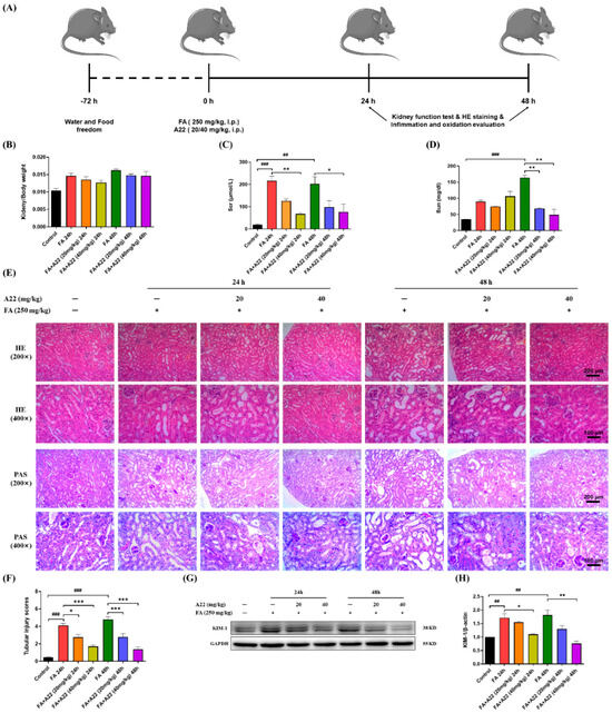 New Therapeutic Method for Alleviating Damage of Acute Kidney Injury ...