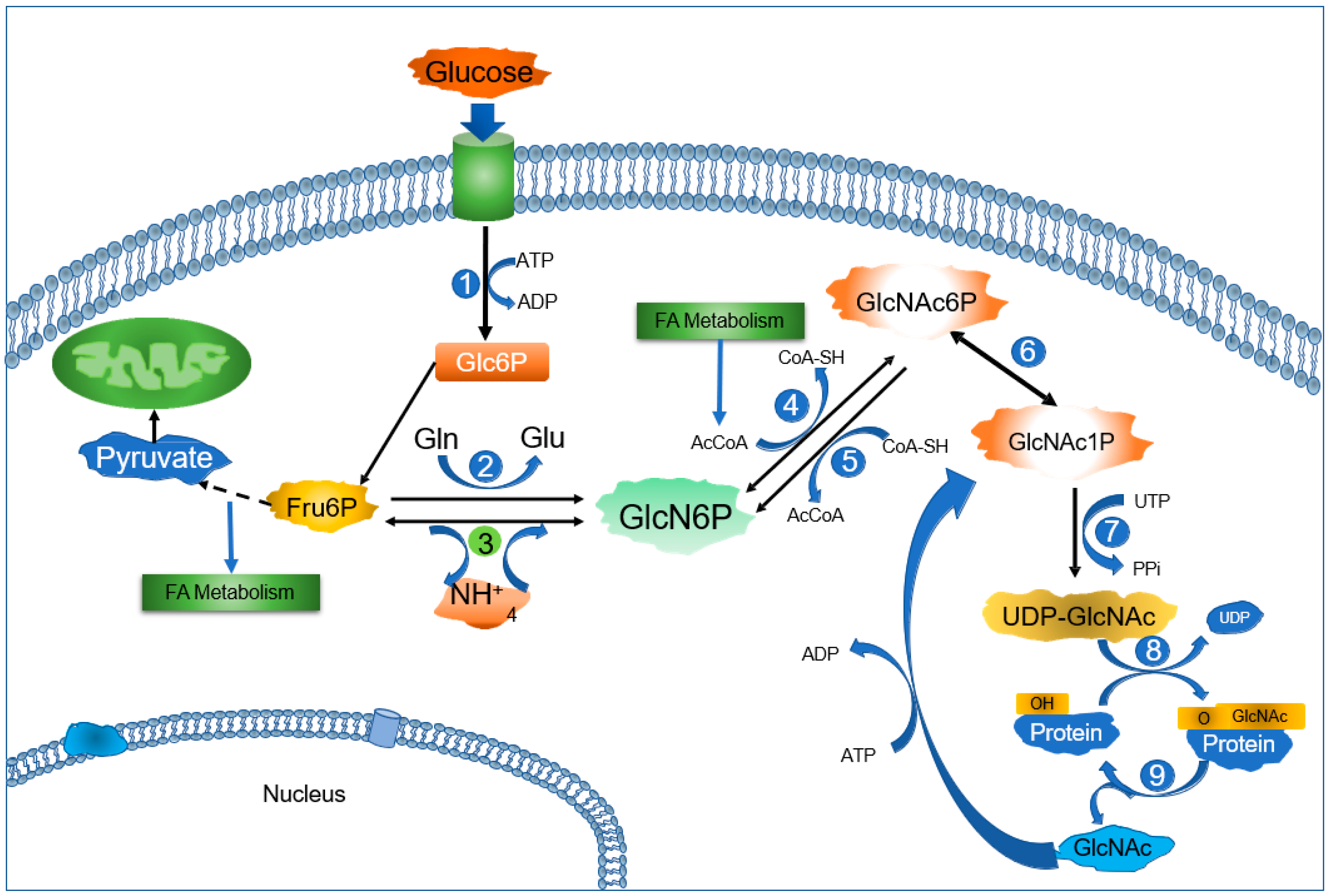 Ijms 25 12054 g001 Ijms 25 12054 g001