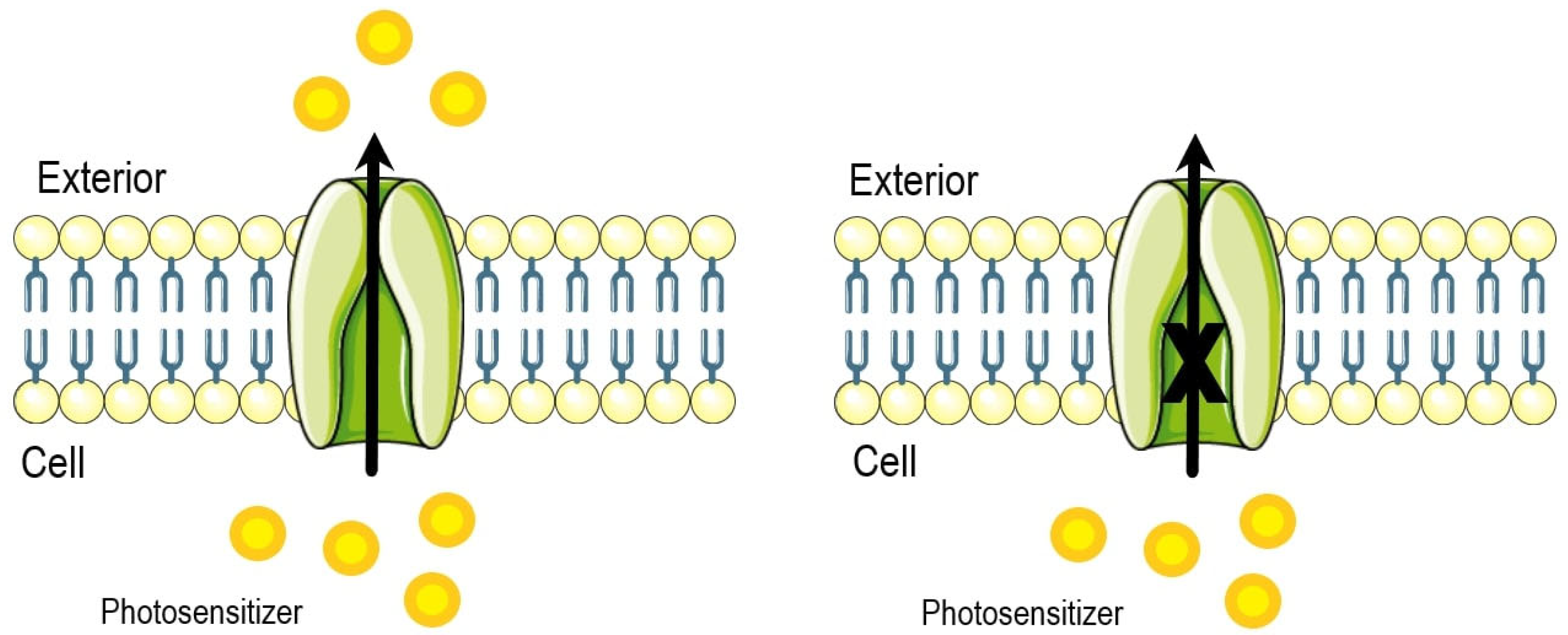 Ijms 25 12069 g002 Ijms 25 12069 g002