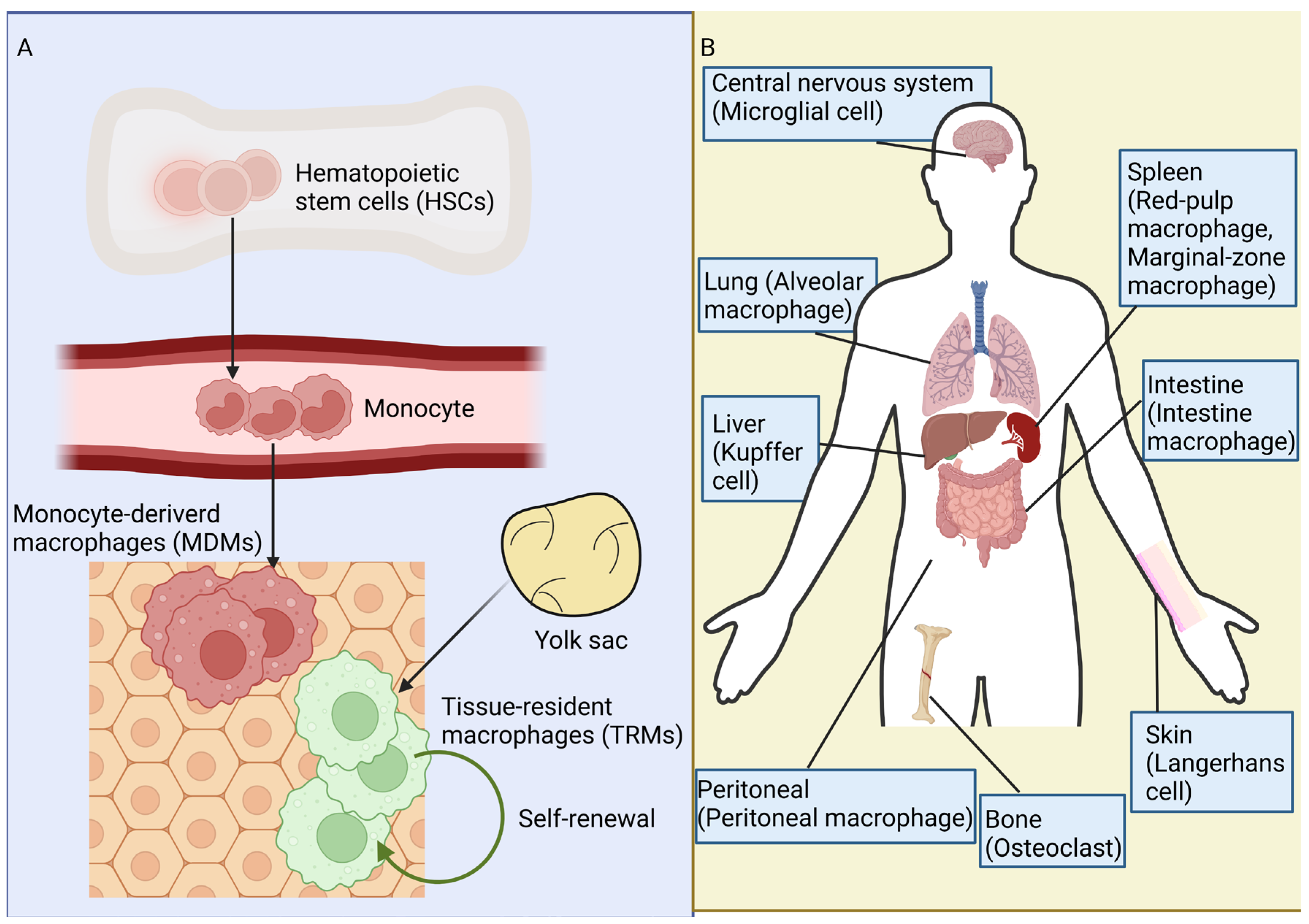 Ijms 25 12078 g001 Ijms 25 12078 g001