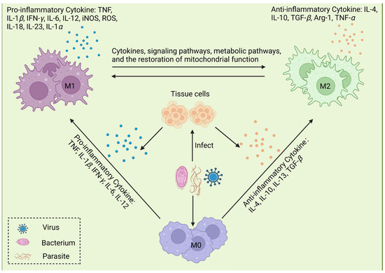 Unraveling Macrophage Polarization: Functions, Mechanisms, and