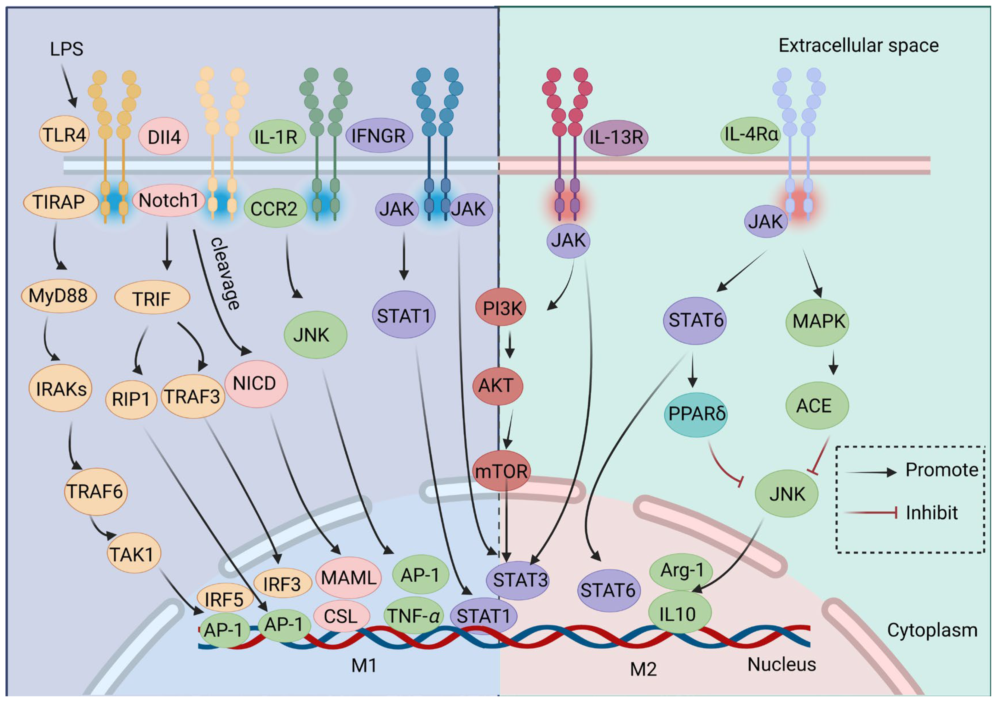Ijms 25 12078 g004 Ijms 25 12078 g004