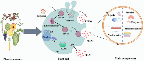 umin(୨୧) The Roles of miRNA in Glioblastoma Tumor Cell Communication