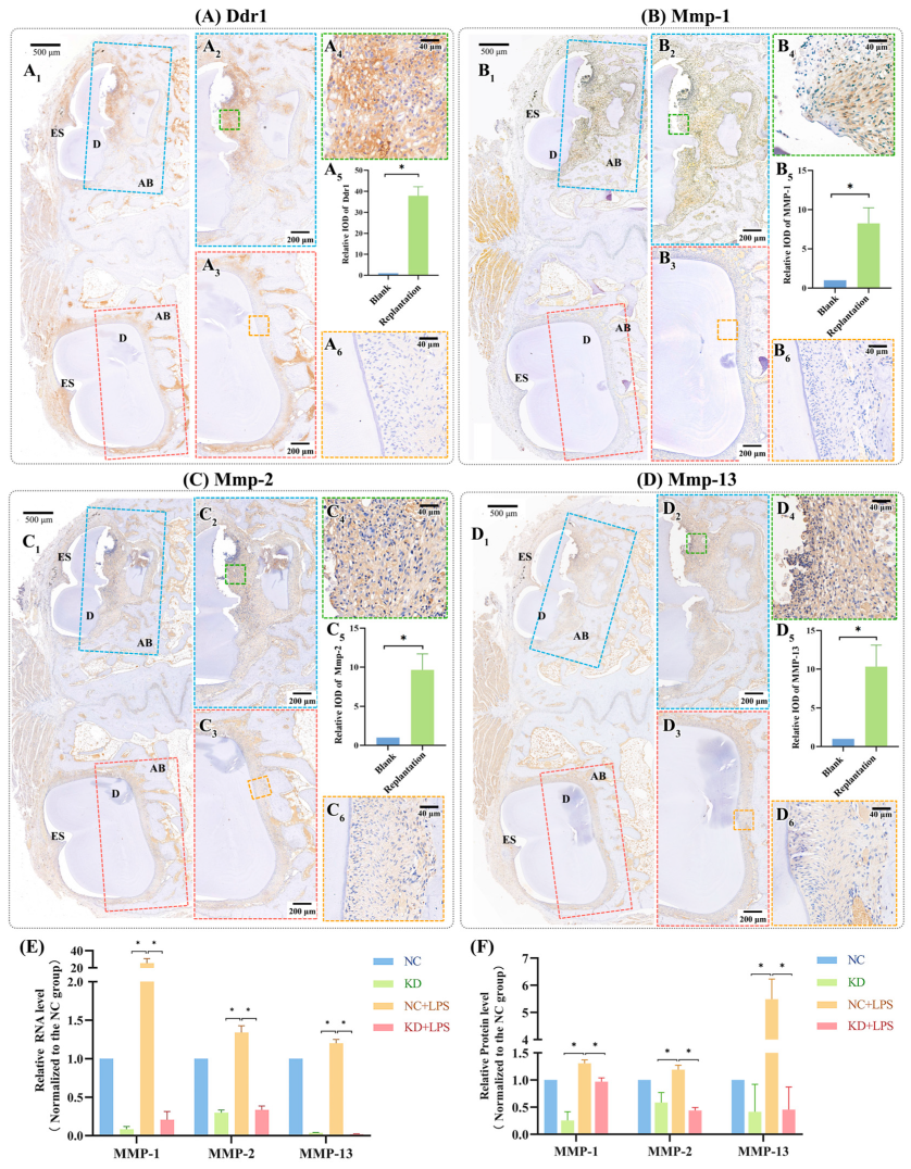Ijms 25 12111 g002 Ijms 25 12111 g002