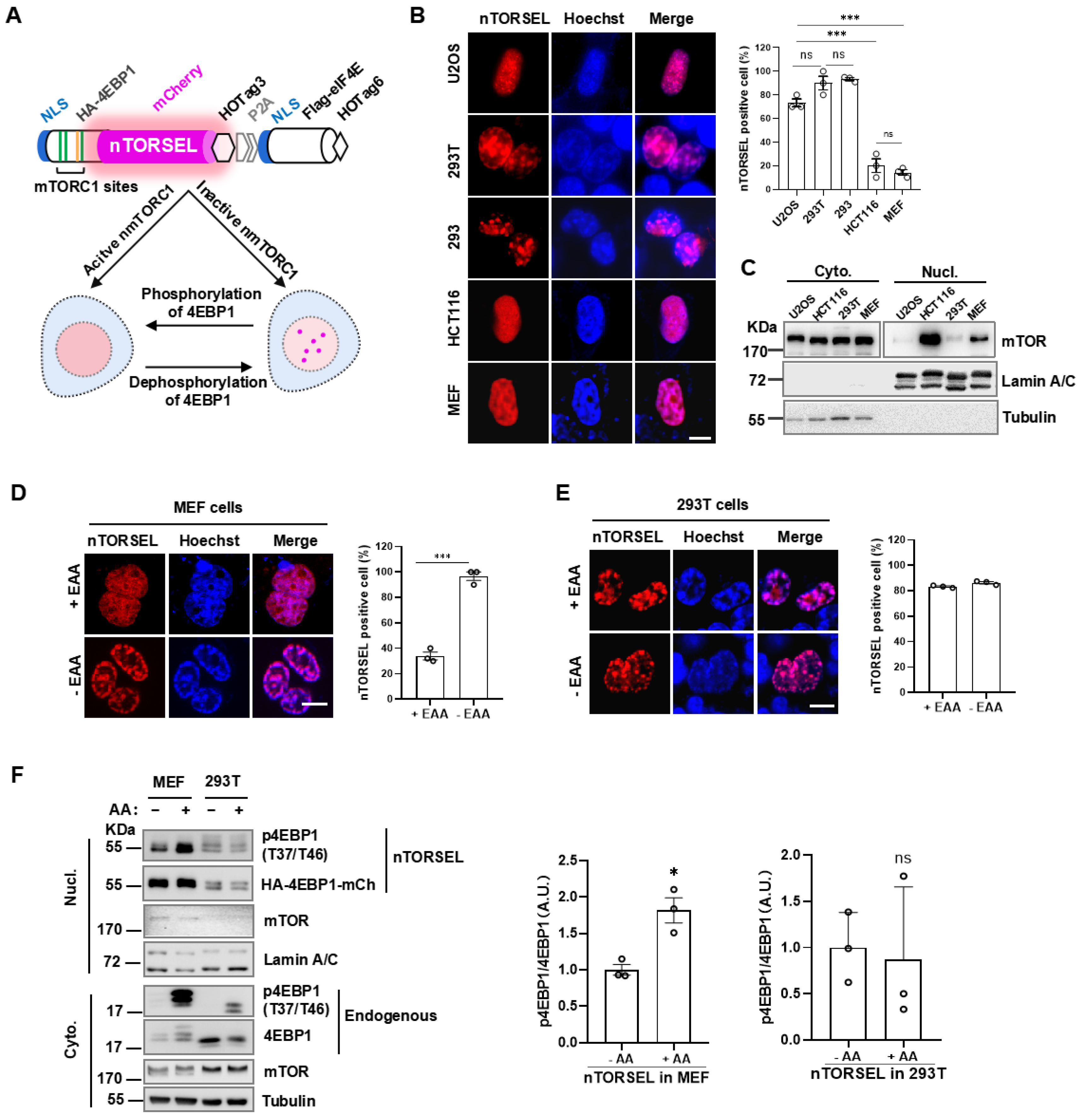 Ijms 25 12117 g001 Ijms 25 12117 g001
