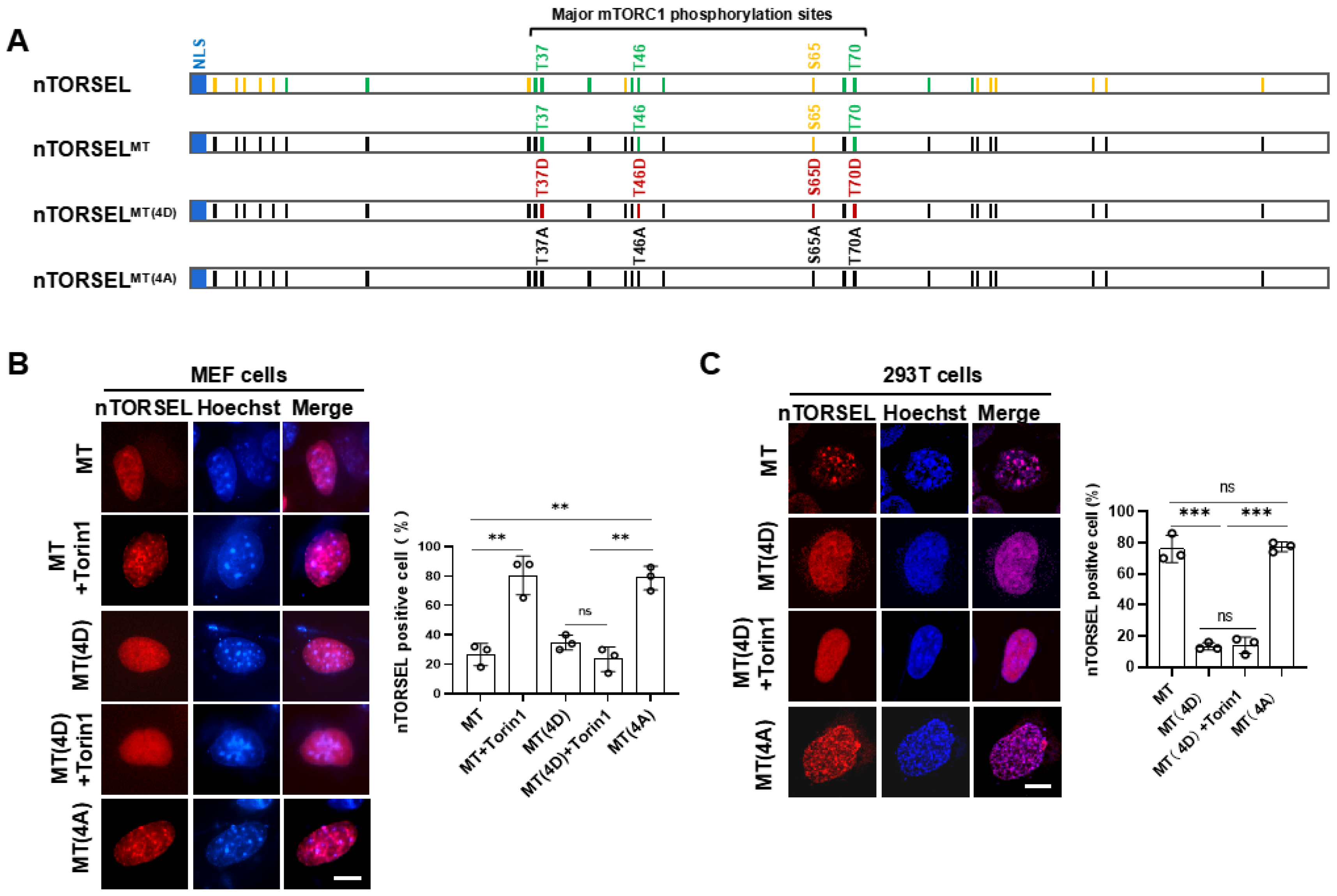 Ijms 25 12117 g002 Ijms 25 12117 g002