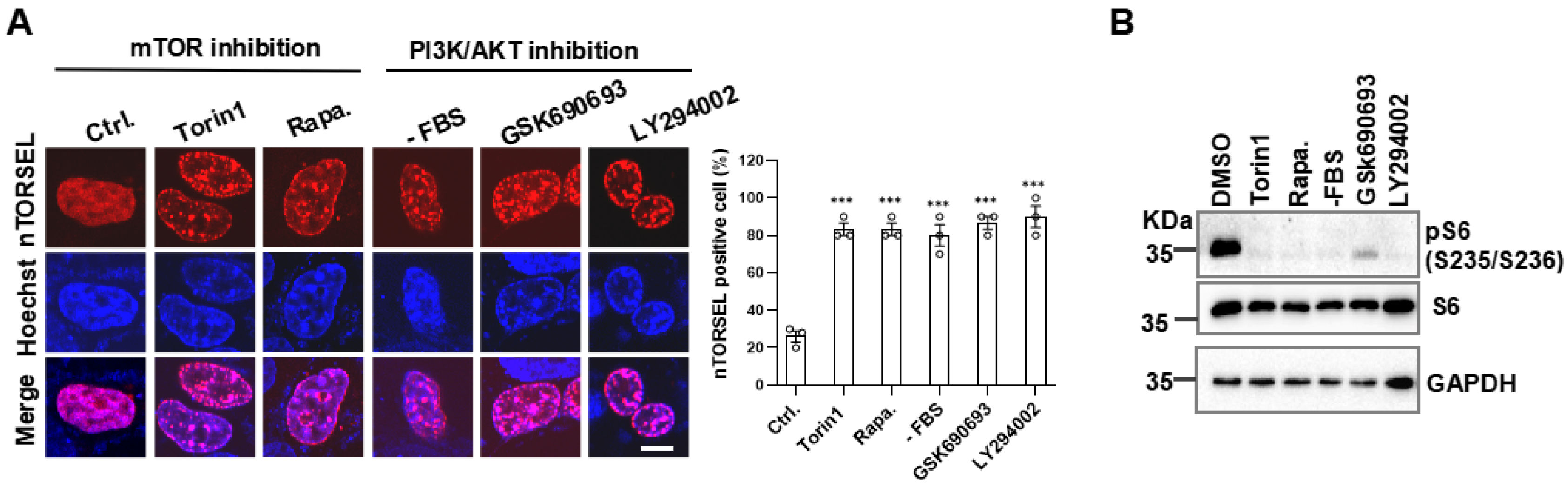 Ijms 25 12117 g003 Ijms 25 12117 g003