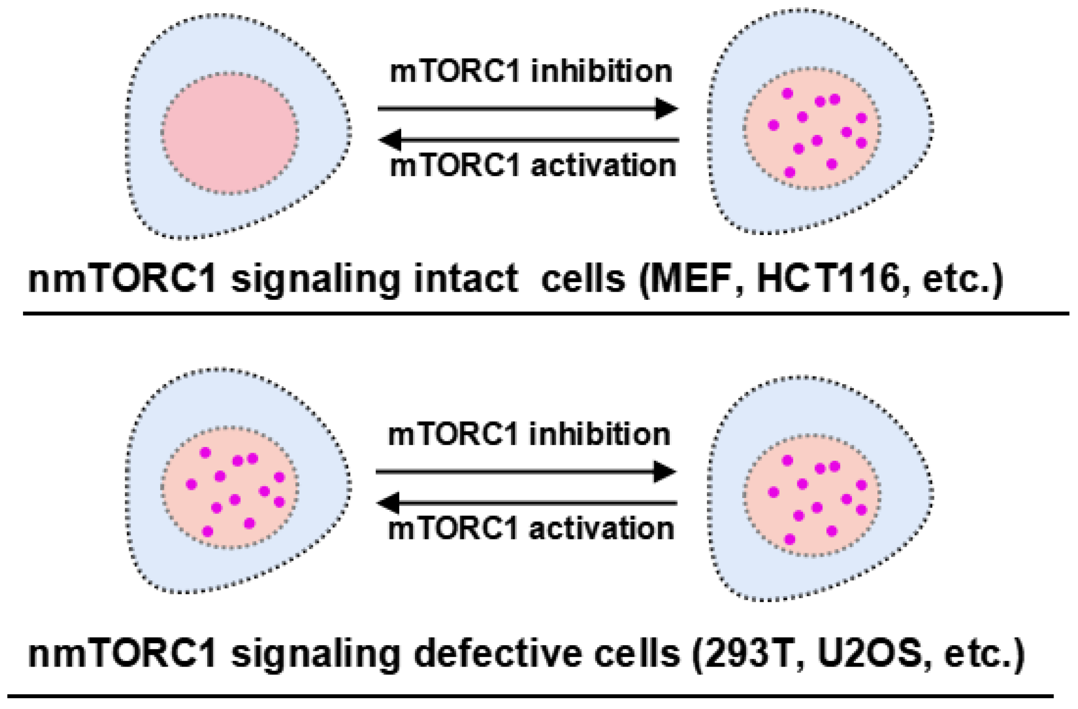Ijms 25 12117 g005 Ijms 25 12117 g005