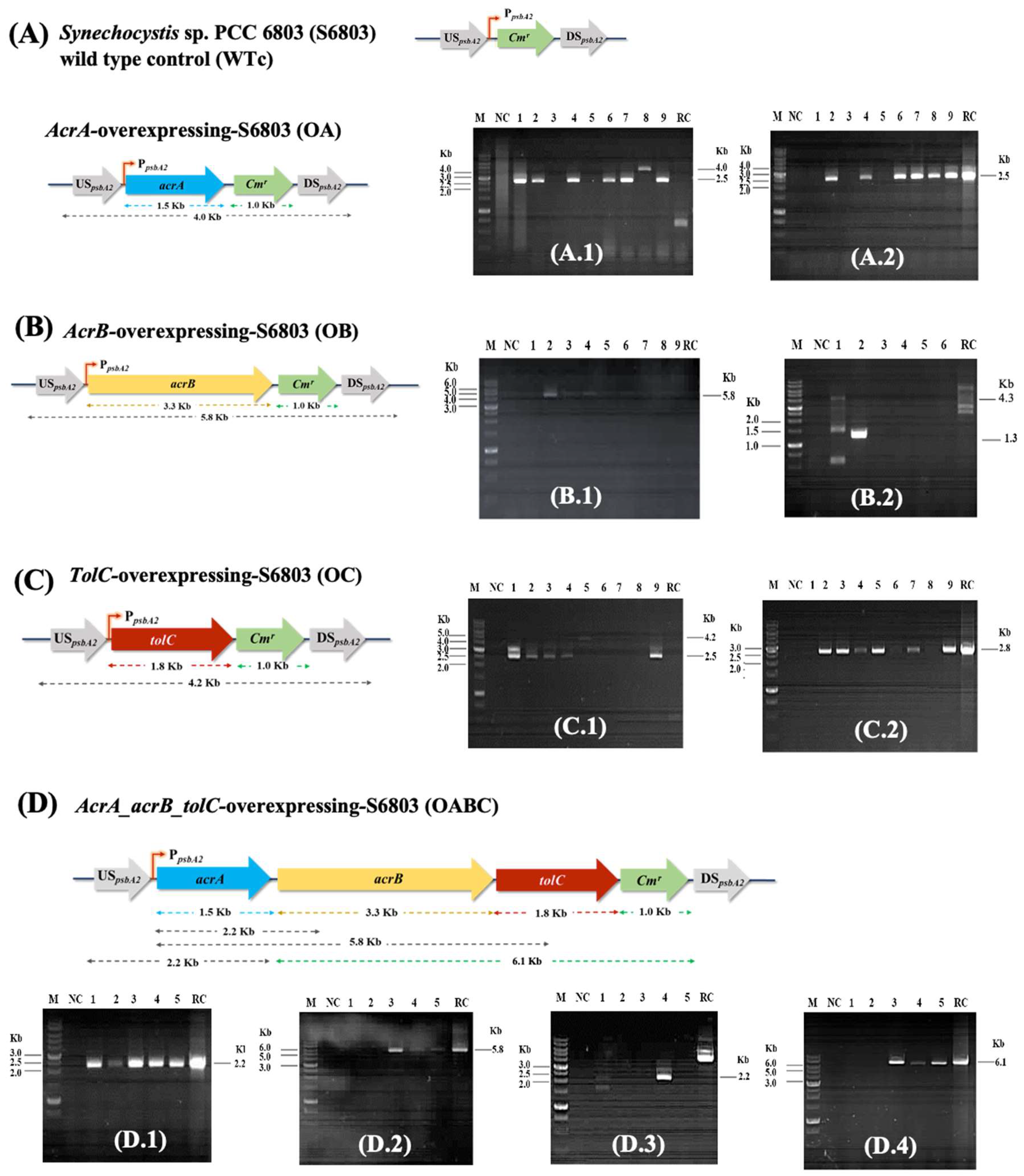 Ijms 25 12131 g002 Ijms 25 12131 g002