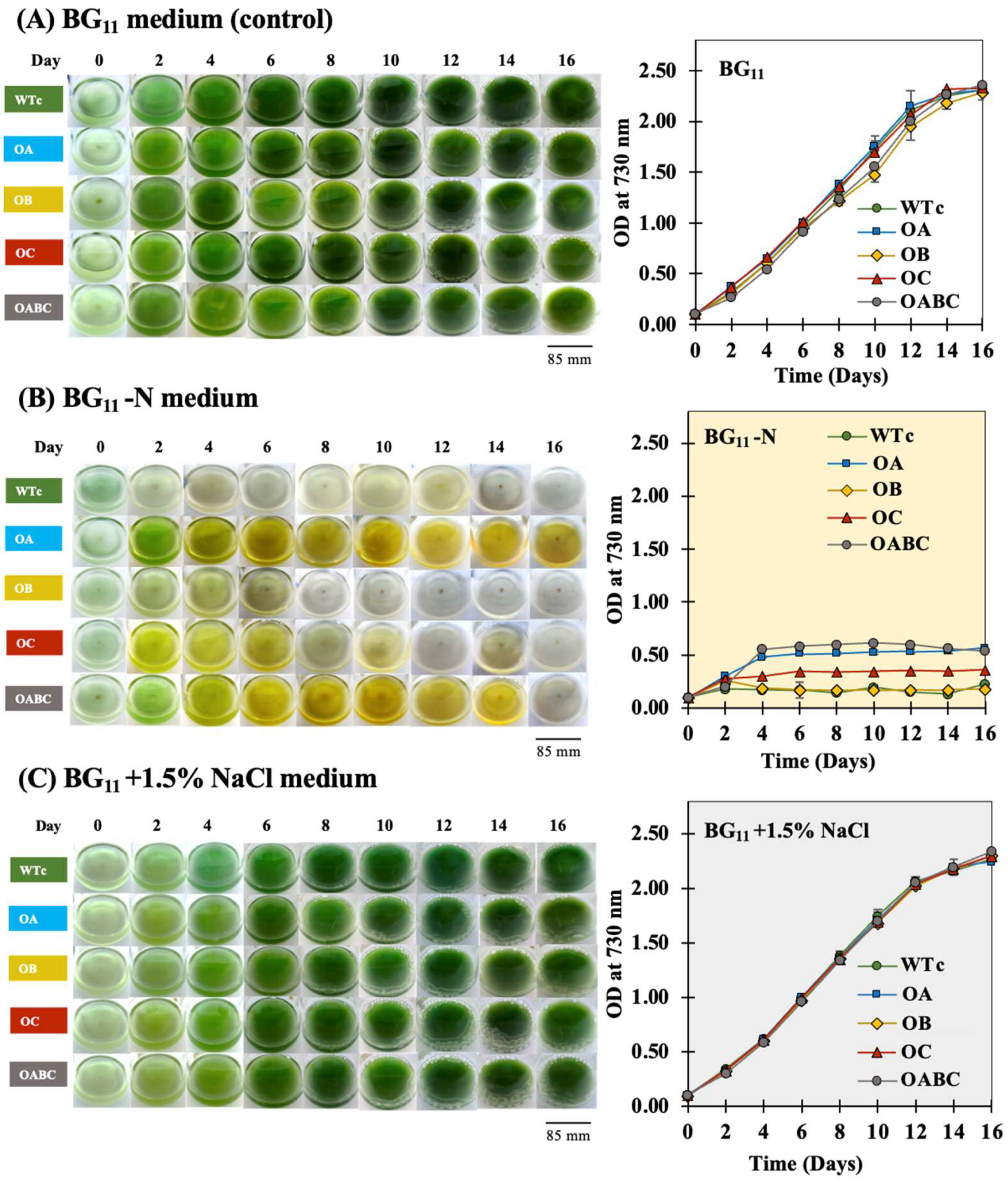 Ijms 25 12131 g003 Ijms 25 12131 g003