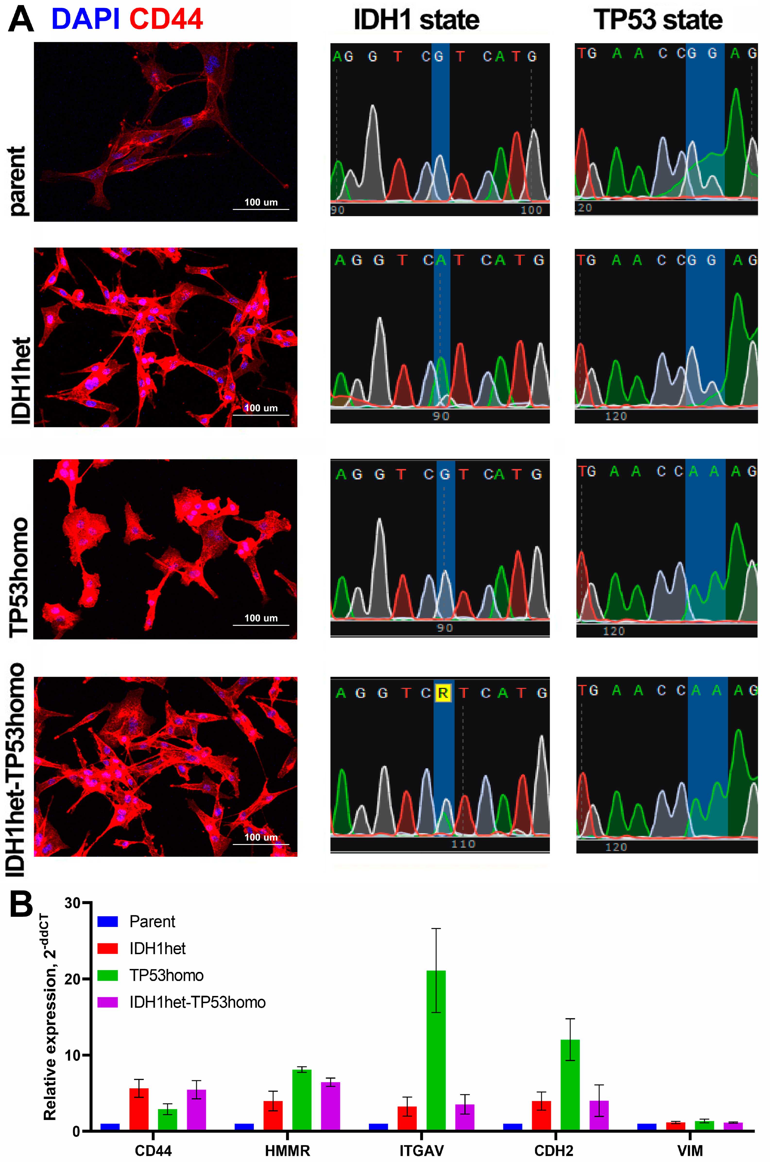 IDH1 R132H and TP53 R248Q Mutations Modulate Glioma Cell