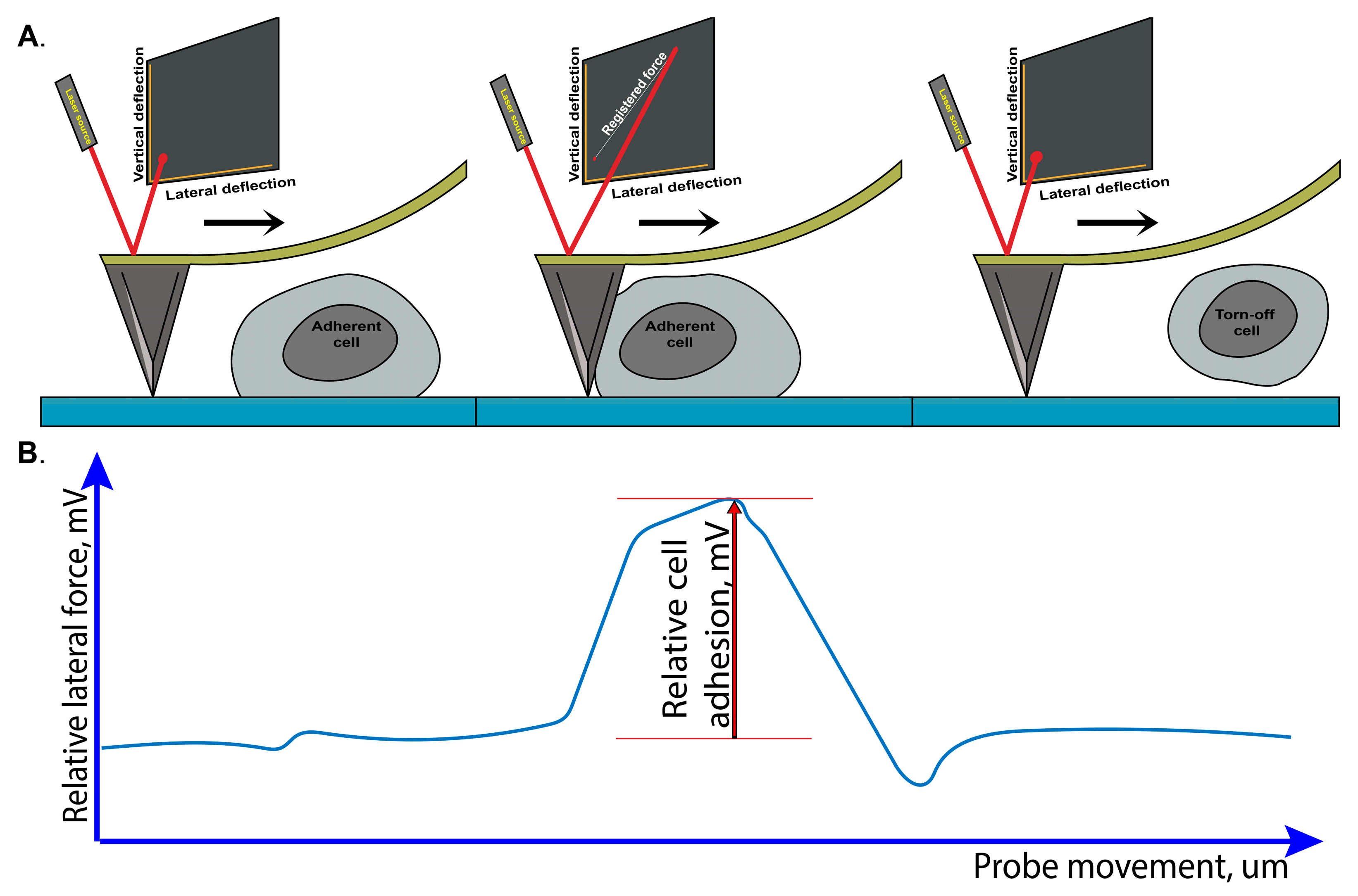 Ijms 25 12178 g005 Ijms 25 12178 g005