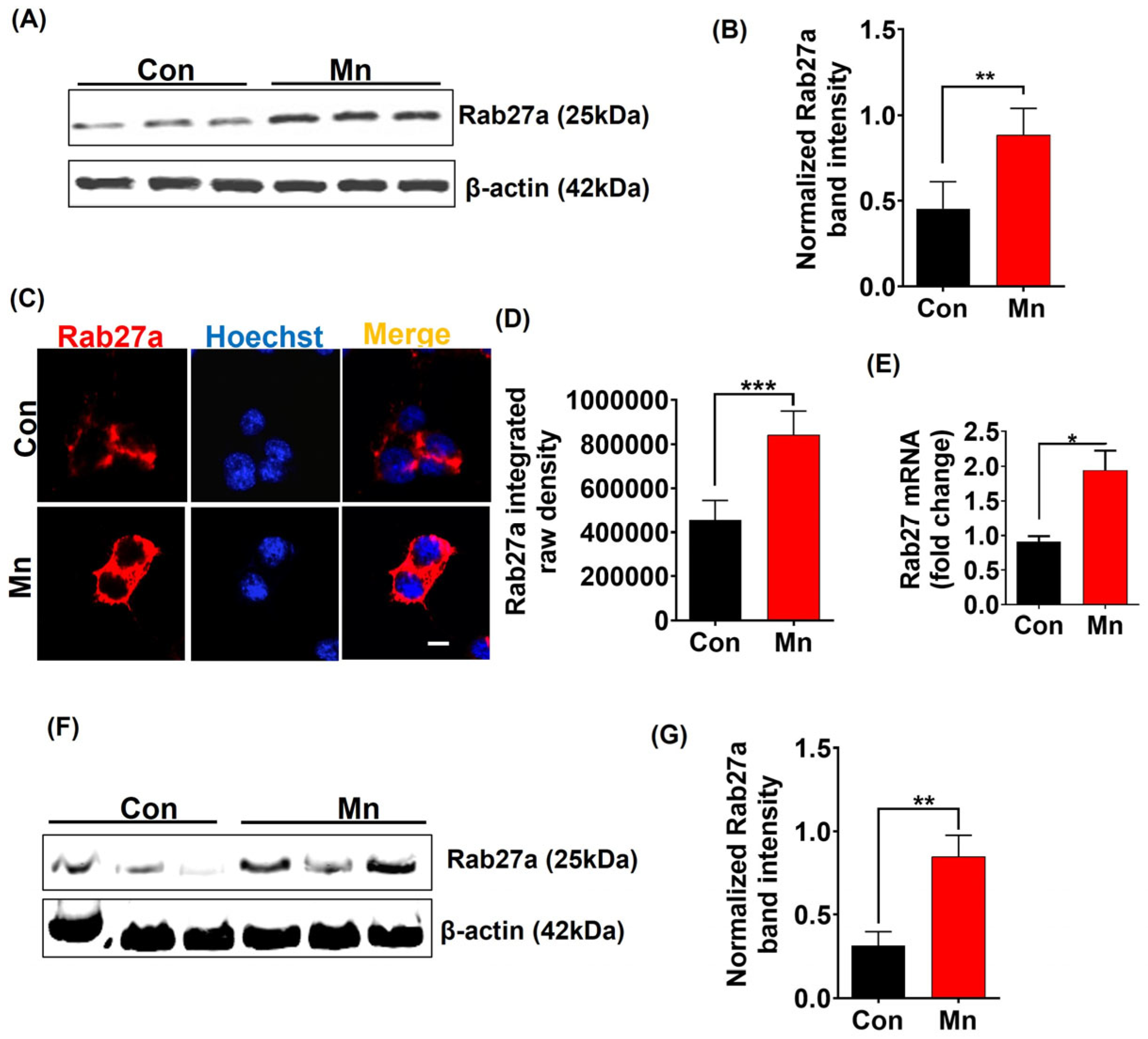 Ijms 25 12207 g003 Ijms 25 12207 g003