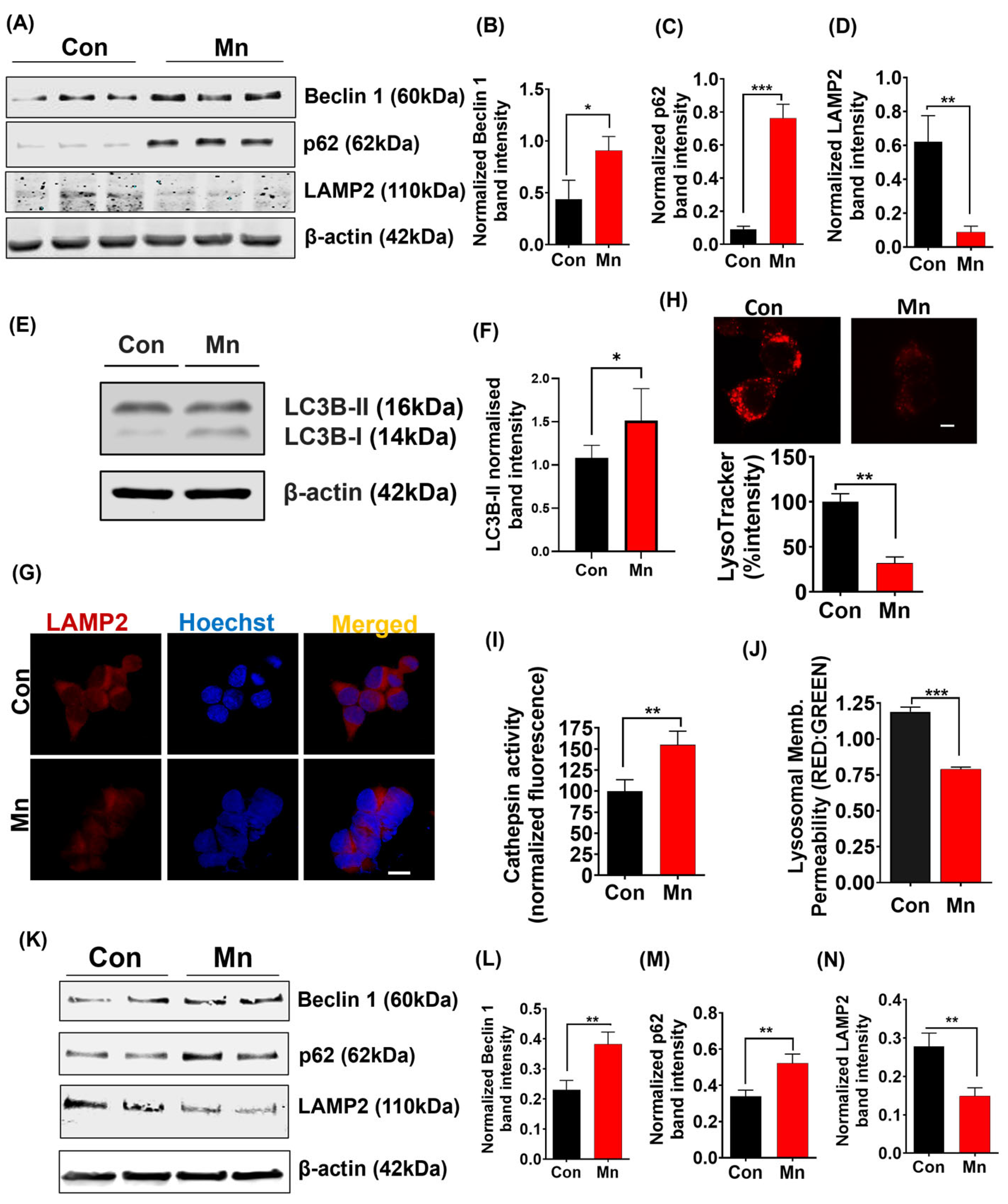 Ijms 25 12207 g004 Ijms 25 12207 g004