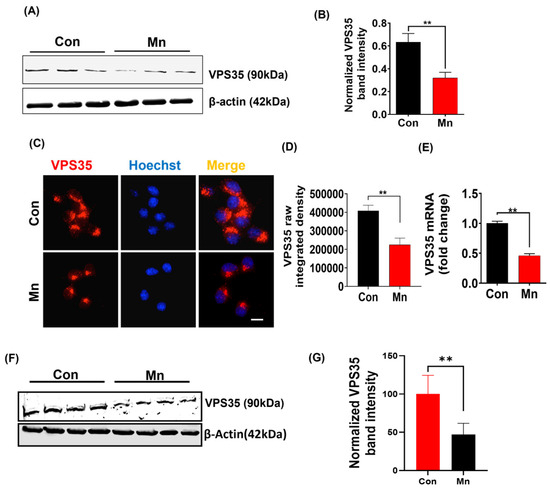 Manganese Exposure Enhances the Release of Misfolded α