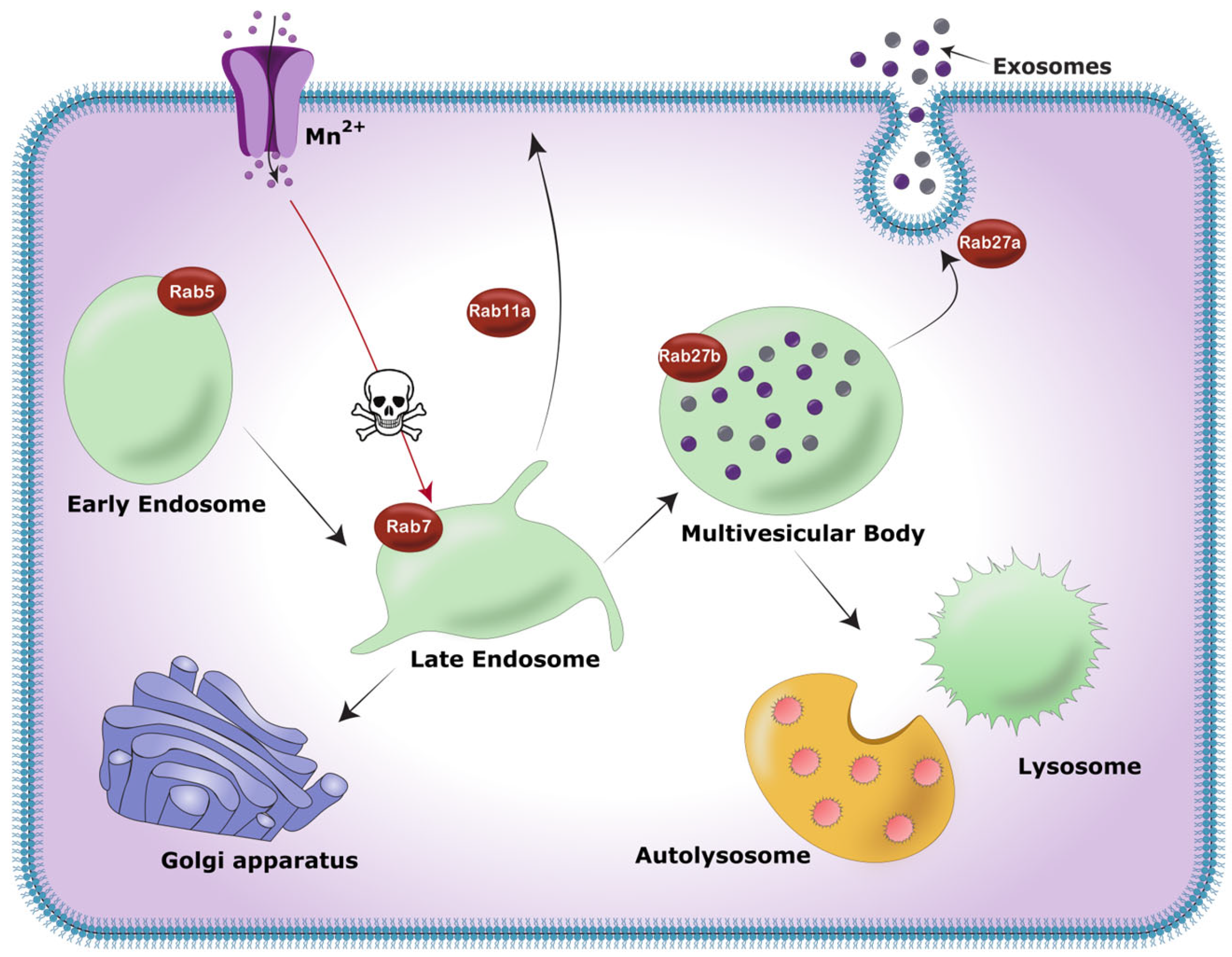 Ijms 25 12207 g006 Ijms 25 12207 g006
