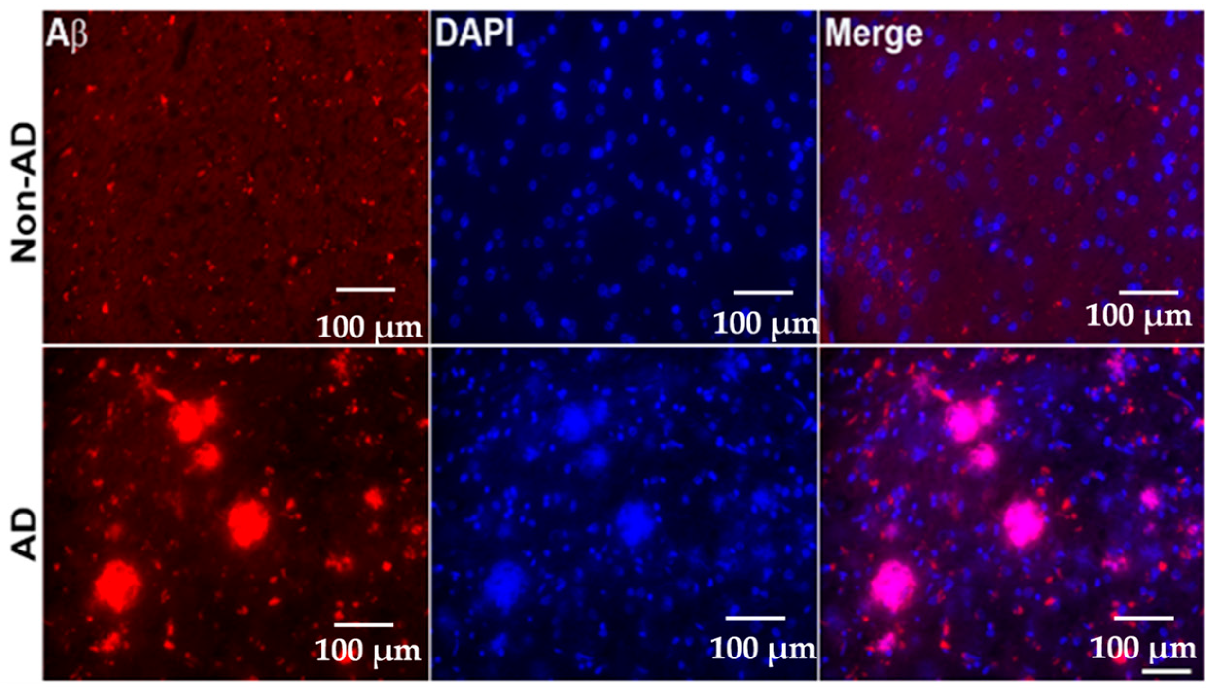 Ijms 25 12211 g005 Ijms 25 12211 g005