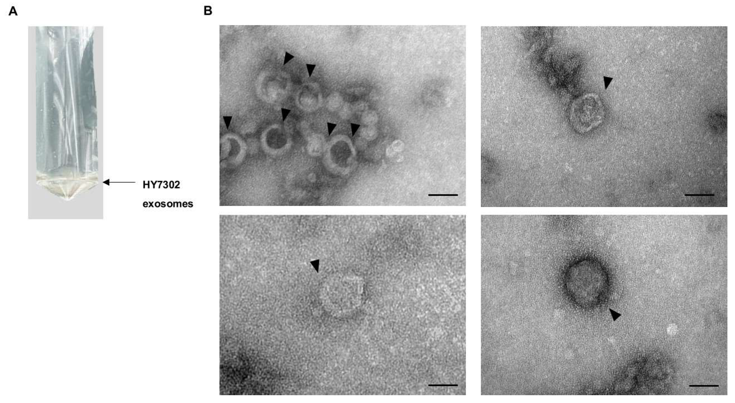 Ijms 25 12282 g001 Ijms 25 12282 g001