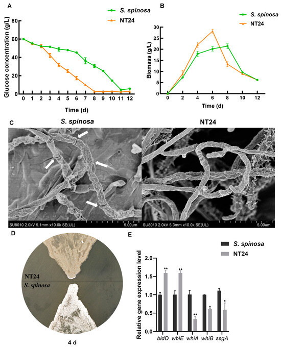 ARTP/NTG Compound Mutagenesis Improved the Spinosad