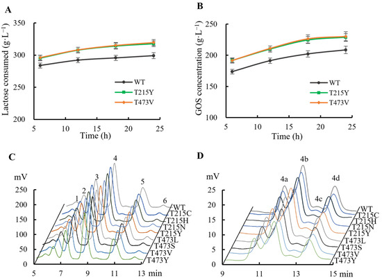 Enhancing β-Galactosidase Performance for Galactooligosaccharides