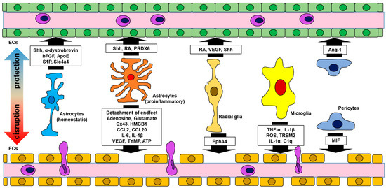 The Involvement of Glial Cells in Blood–Brain Barrier Damage in ...