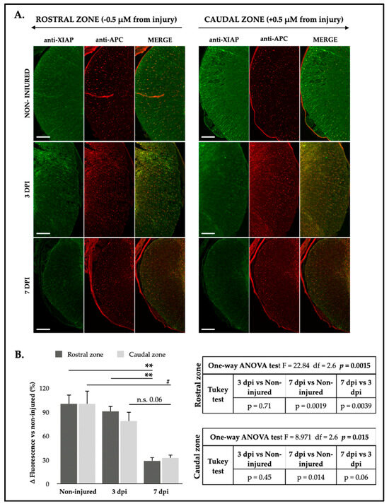 Identification of a New Role of miR-199a-5p as Factor Implied in