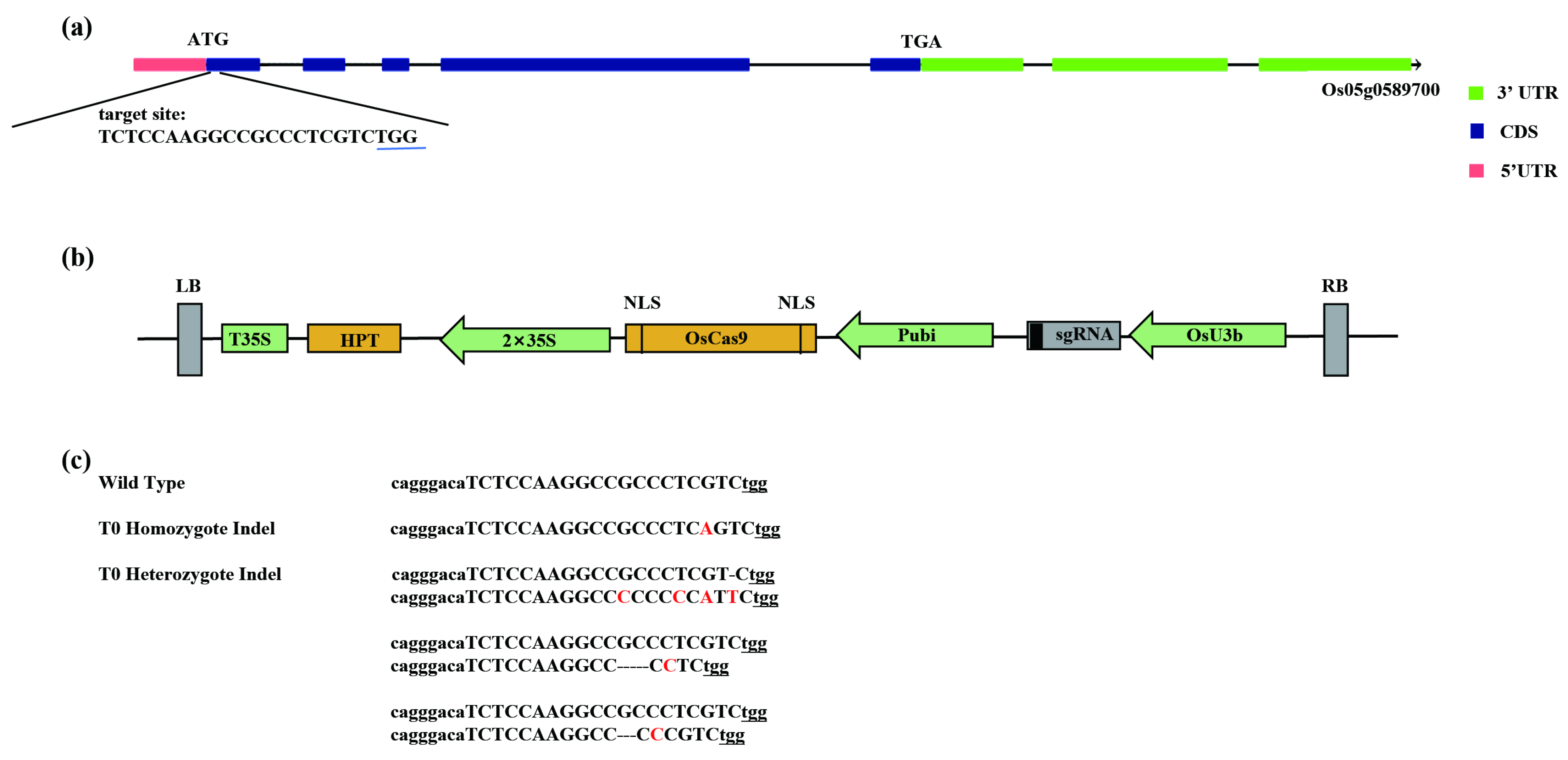 Ijms 25 12382 g001 Ijms 25 12382 g001