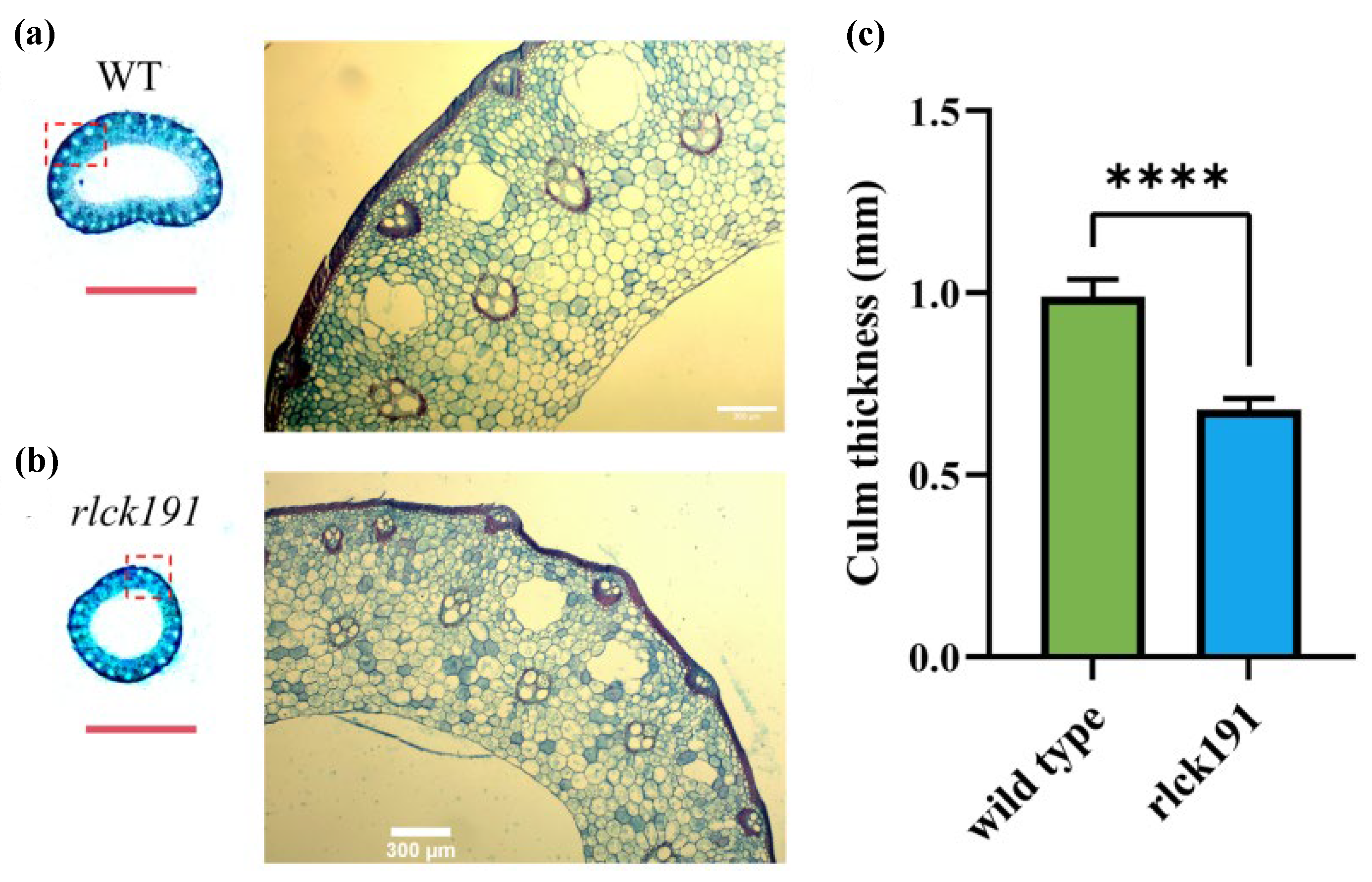 Ijms 25 12382 g003 Ijms 25 12382 g003