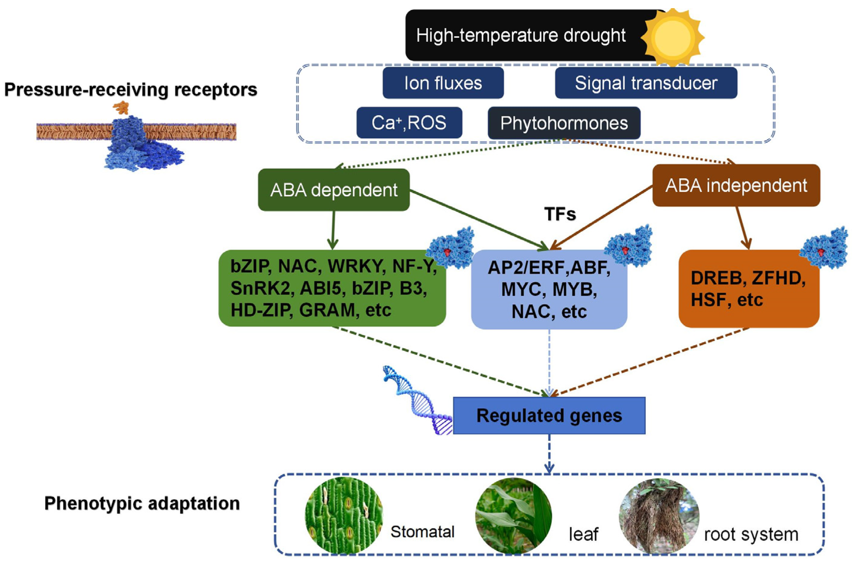 A Critical Review of Recent Advances in Maize Stress